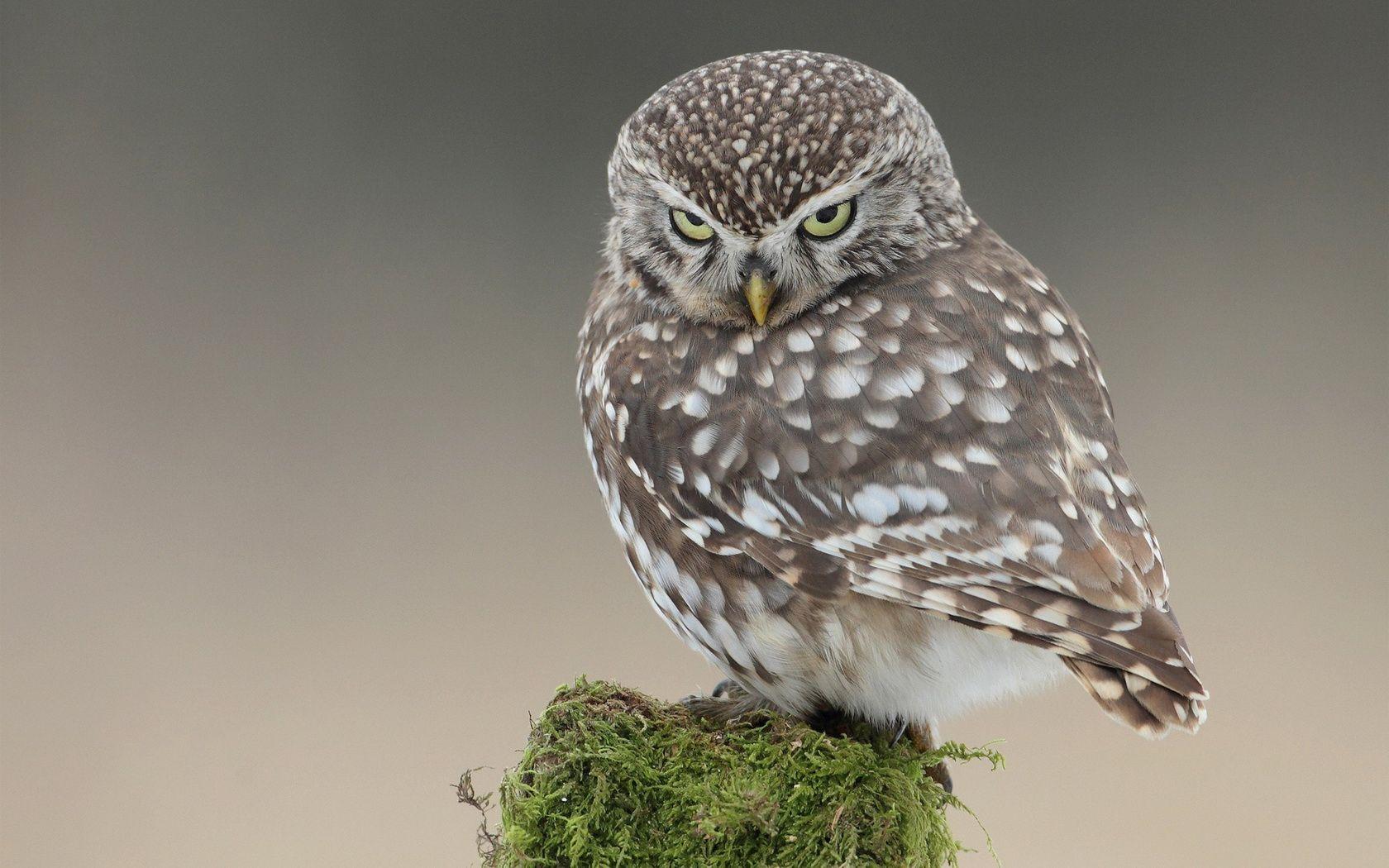1680x1050 owl, Funny, Figure, Cute Wallpaper HD / Desktop and Mobile