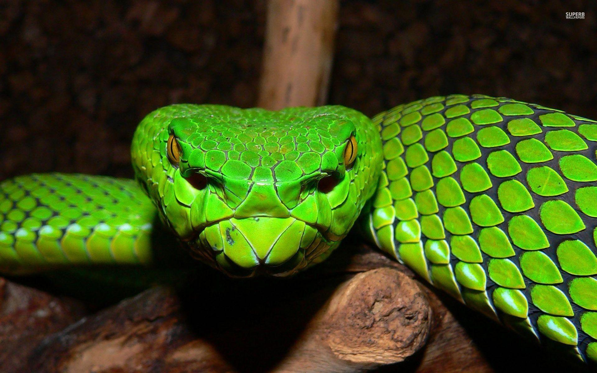 1920x1200 Viper Snake Wallpaper