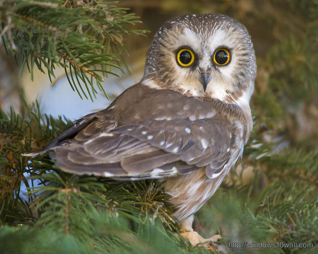 1280x1024 Owl