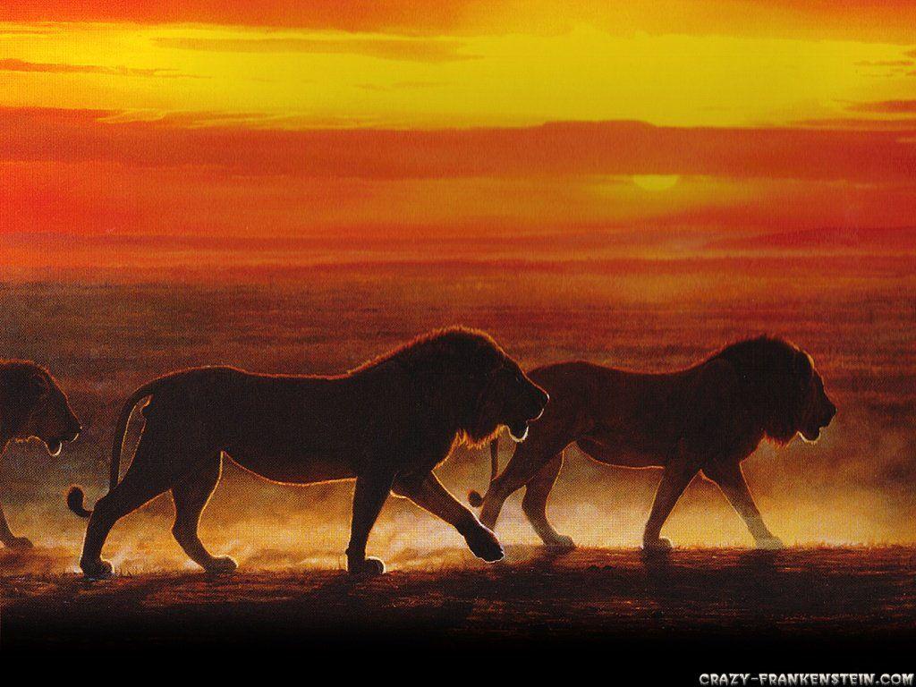 1024x768 Lion wallpaper
