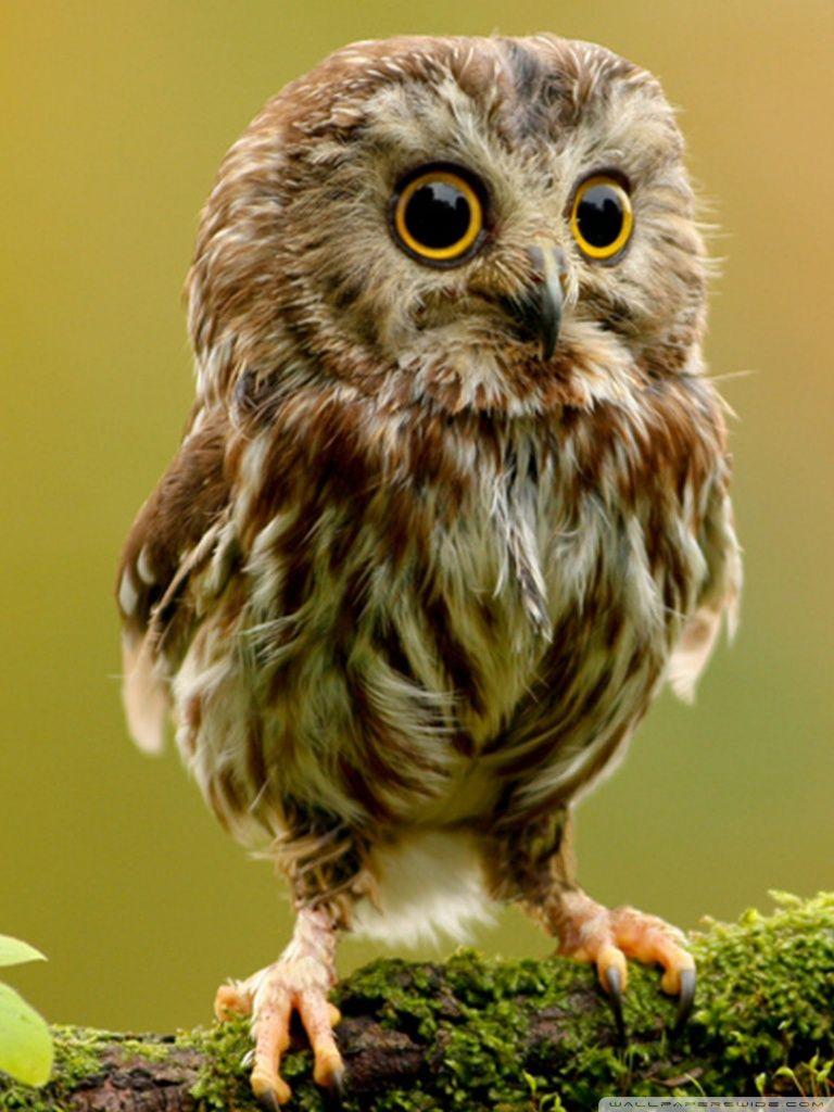 768x1024 Cute Owl Ultra HD Desktop Background Wallpaper for 4K UHD TV