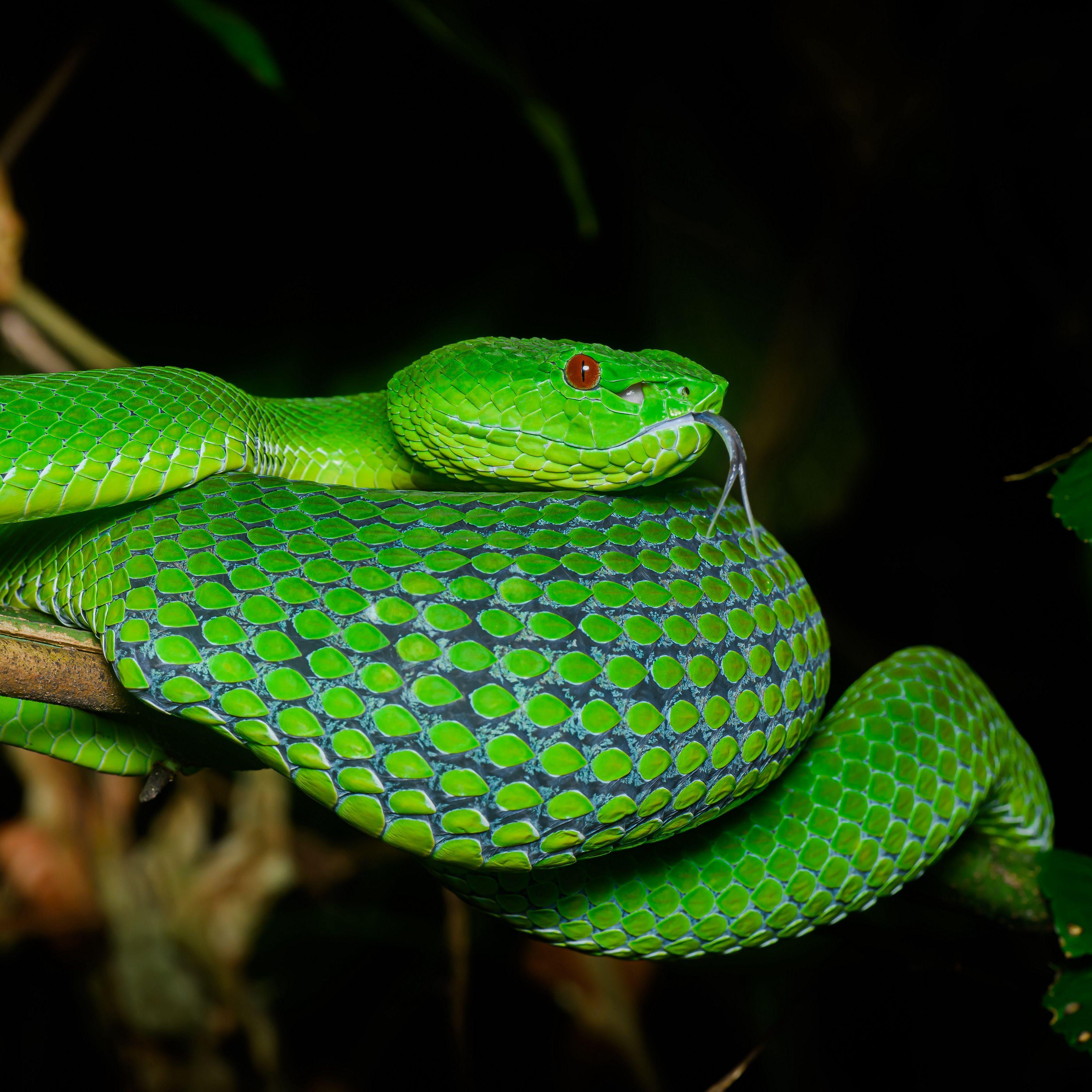 5603 Pit Viper Stock Photos HighRes Pictures and Images  Getty Images