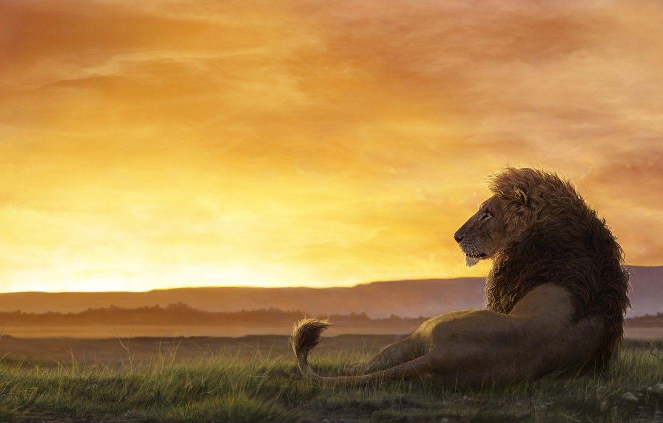 Lion Sunset Wallpapers Top Free Lion Sunset Backgrounds Wallpaperaccess
