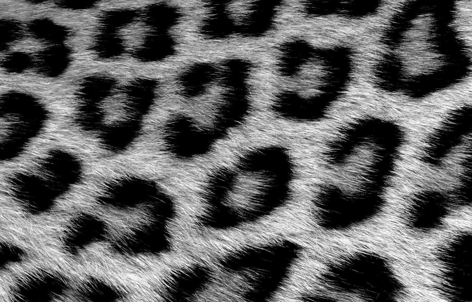 Black And White Animal Print Wallpapers Top Free Black And White 