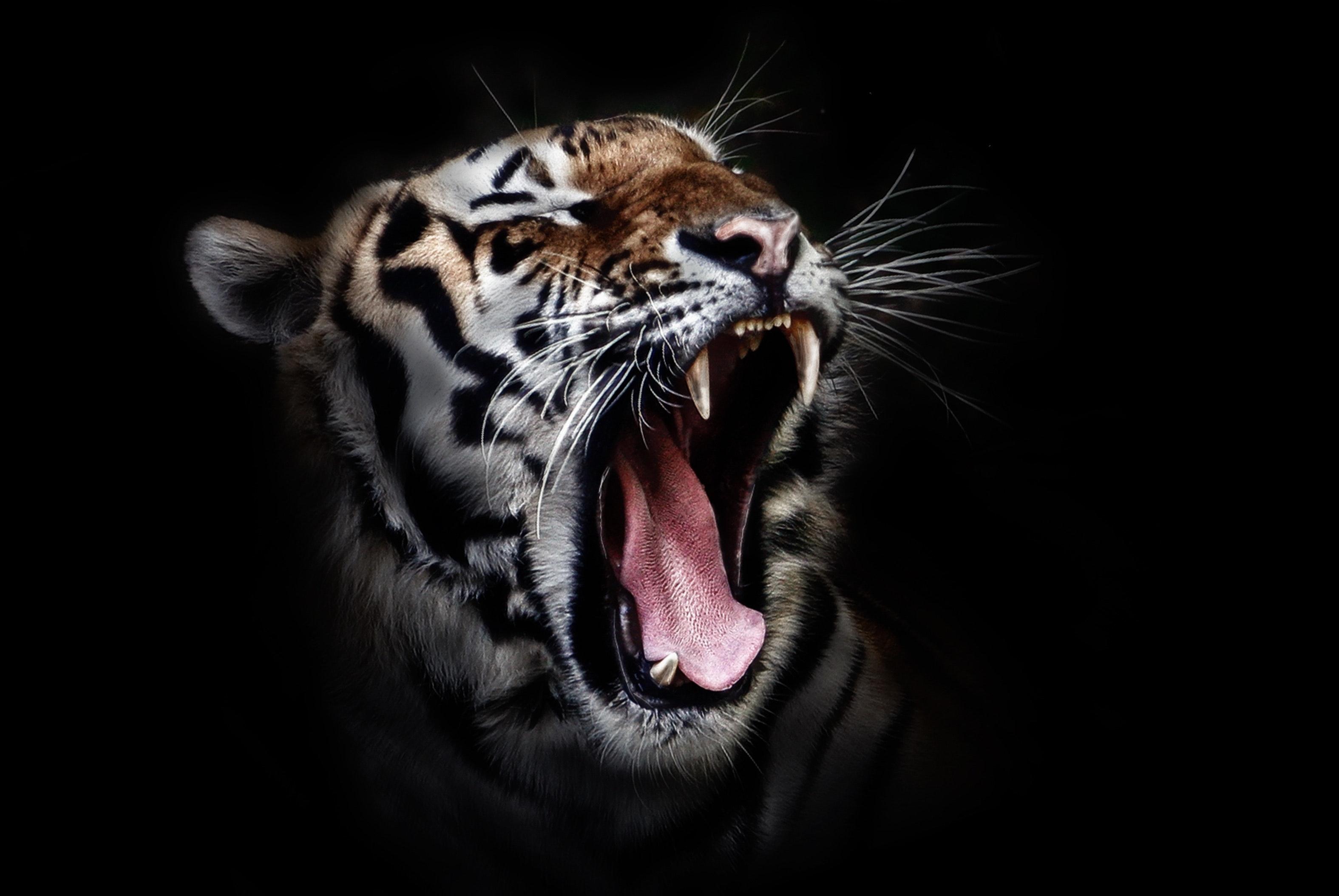 tiger head hd