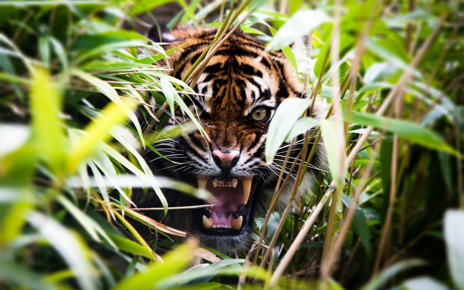 Tiger Roar Wallpapers - Top Free Tiger Roar Backgrounds - WallpaperAccess