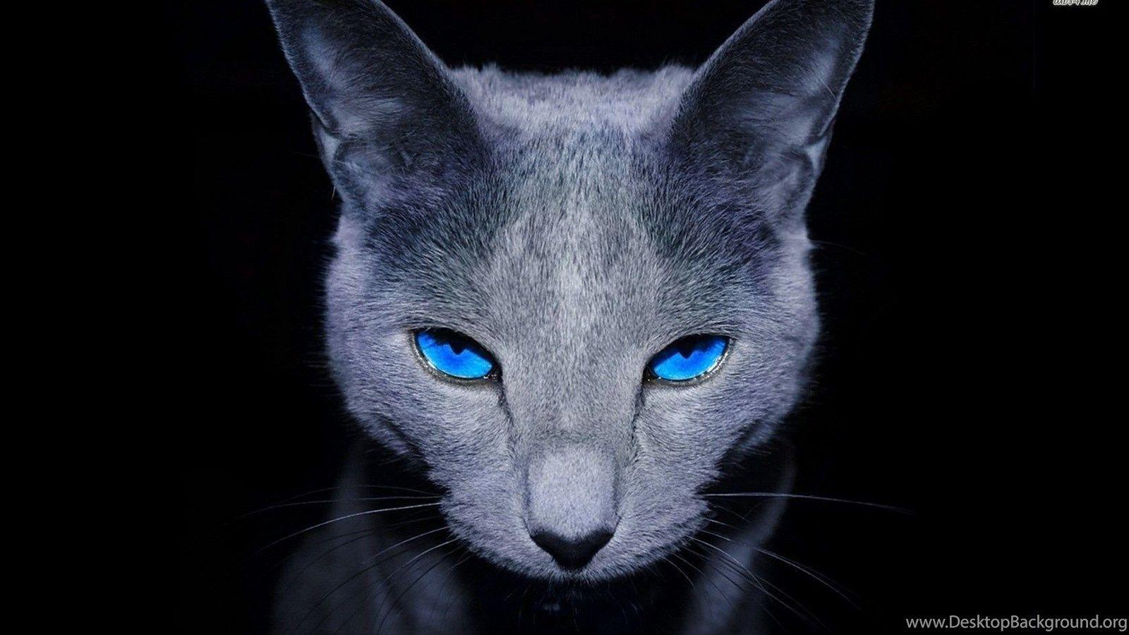 Blue Cat Wallpapers - Top Free Blue Cat Backgrounds - WallpaperAccess