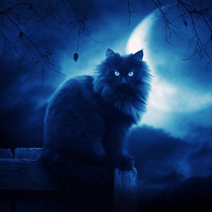 900x900 Cute Cats Wallpaper HD for Android