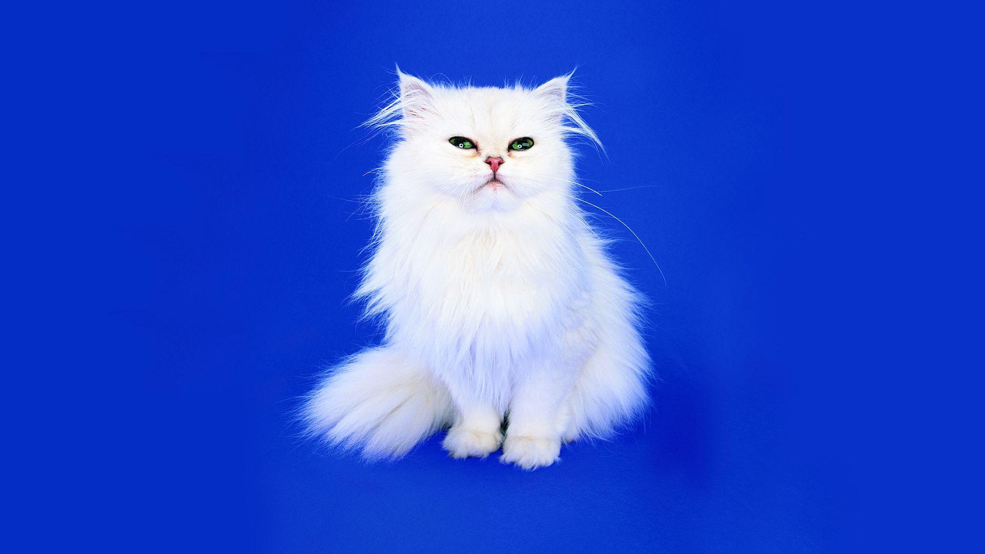 1920x1080 Furry White Cat with Blue Background Wallpaper