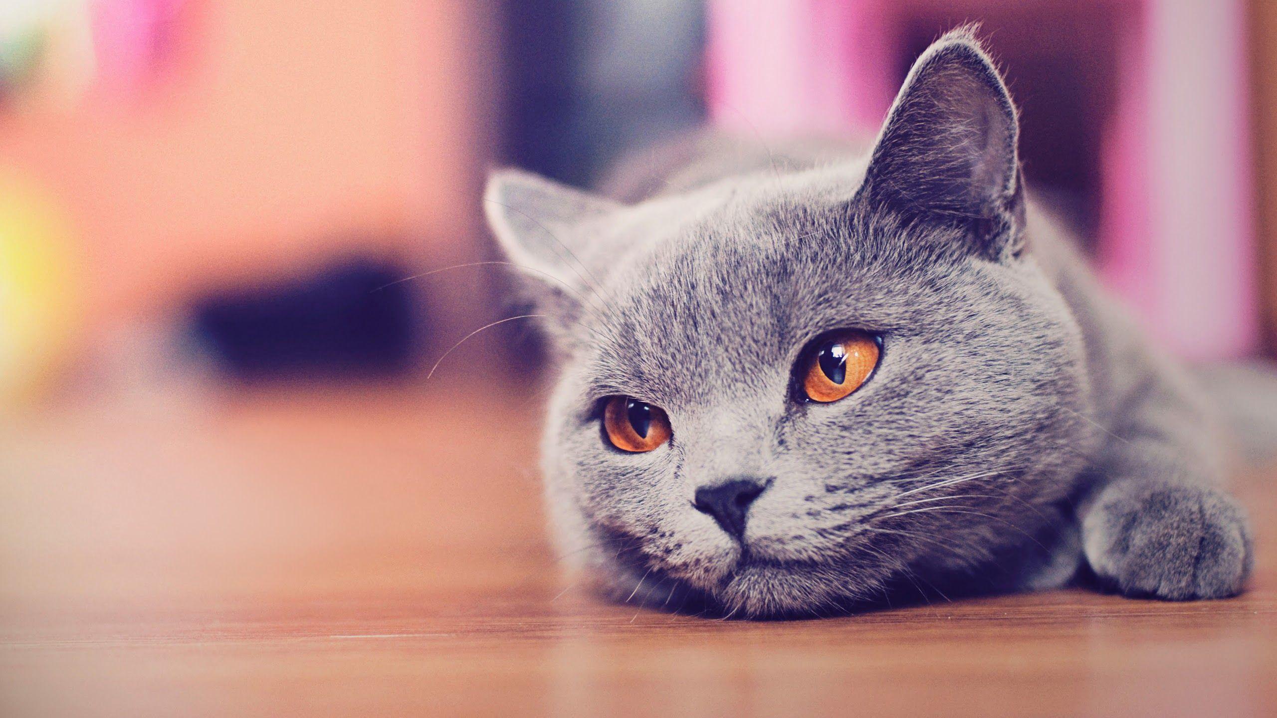 Blue Cat Wallpapers - Top Free Blue Cat Backgrounds - WallpaperAccess