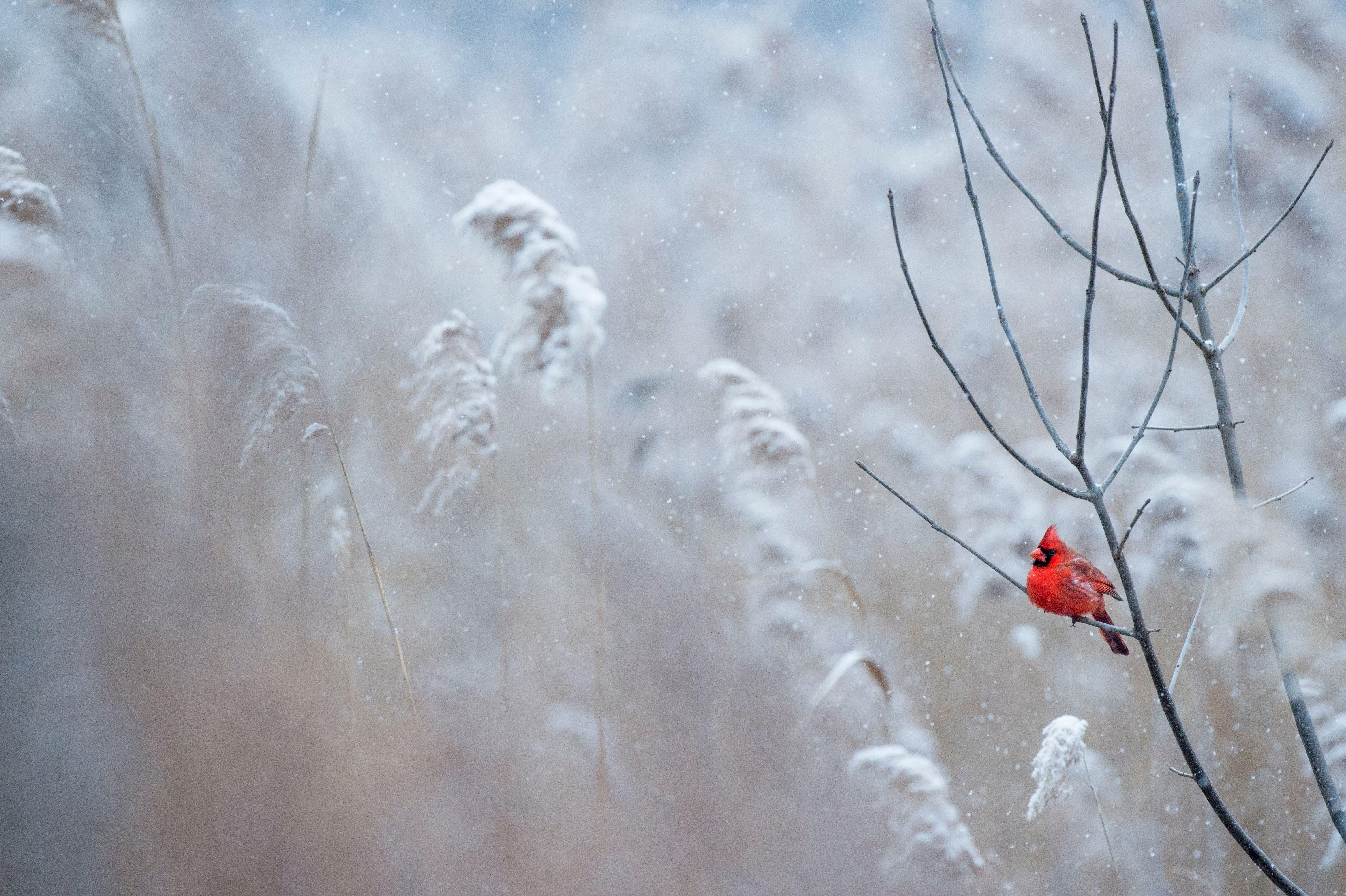 4667x3106 Cardinal in Snowstorm 4k Ultra HD Wallpaper