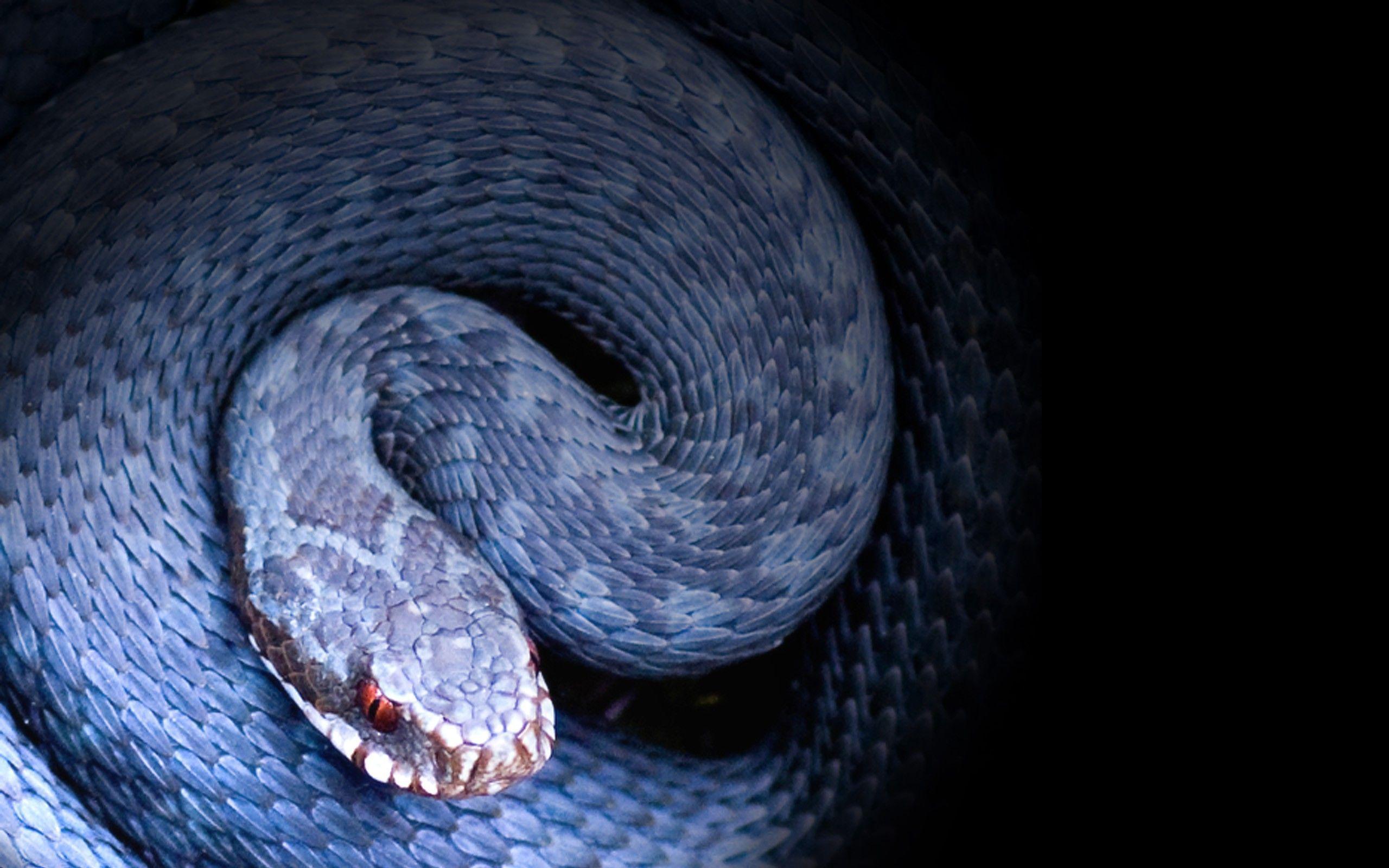 2560x1600 Snake Background. Amazing Snake