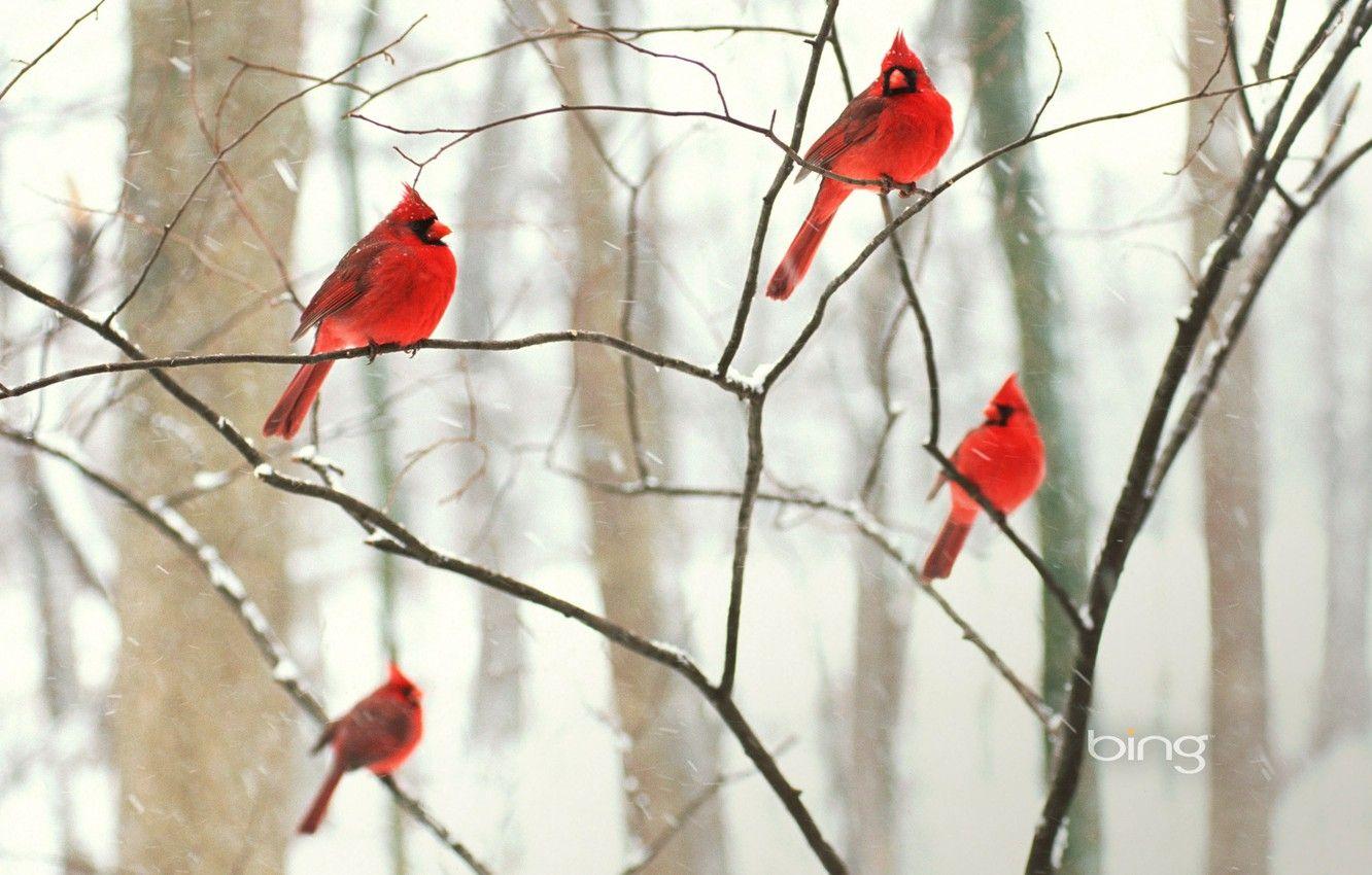 1332x850 Wallpaper winter, forest, snow, birds, Park, tree, Wallpaper, branch, cardinal image for desktop, section природа