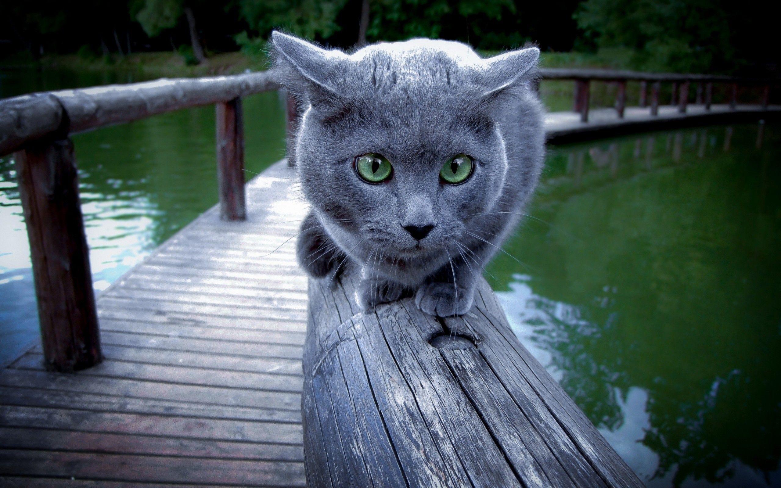 2560x1600 #animals, #Russian Blue, #cat, wallpaper. Mocah.org HD