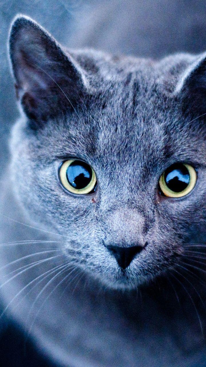 720x1280 Blue Cat Green Eyes Galaxy s3 wallpaper