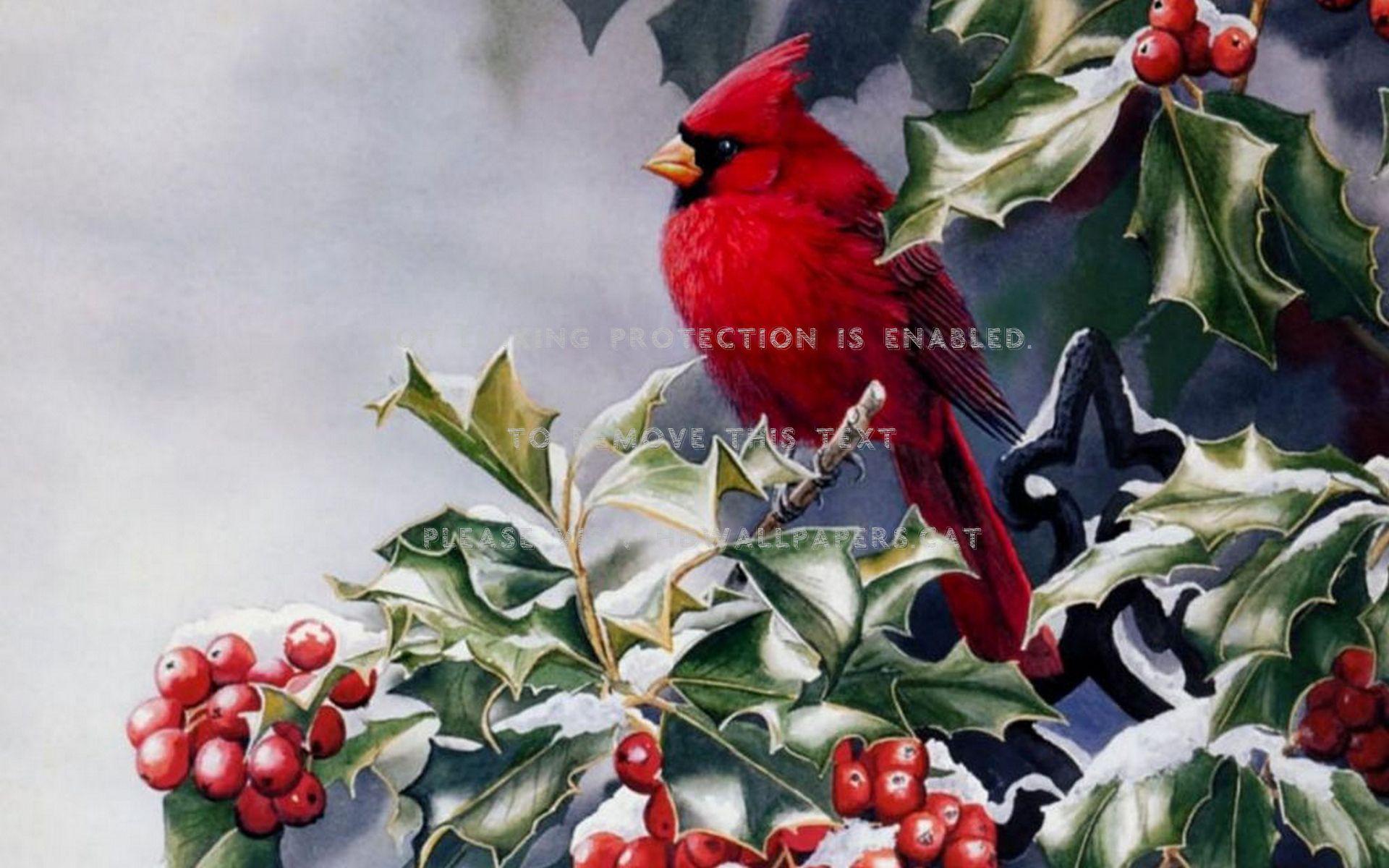 1920x1200 red winter bird berry cardinal christmas