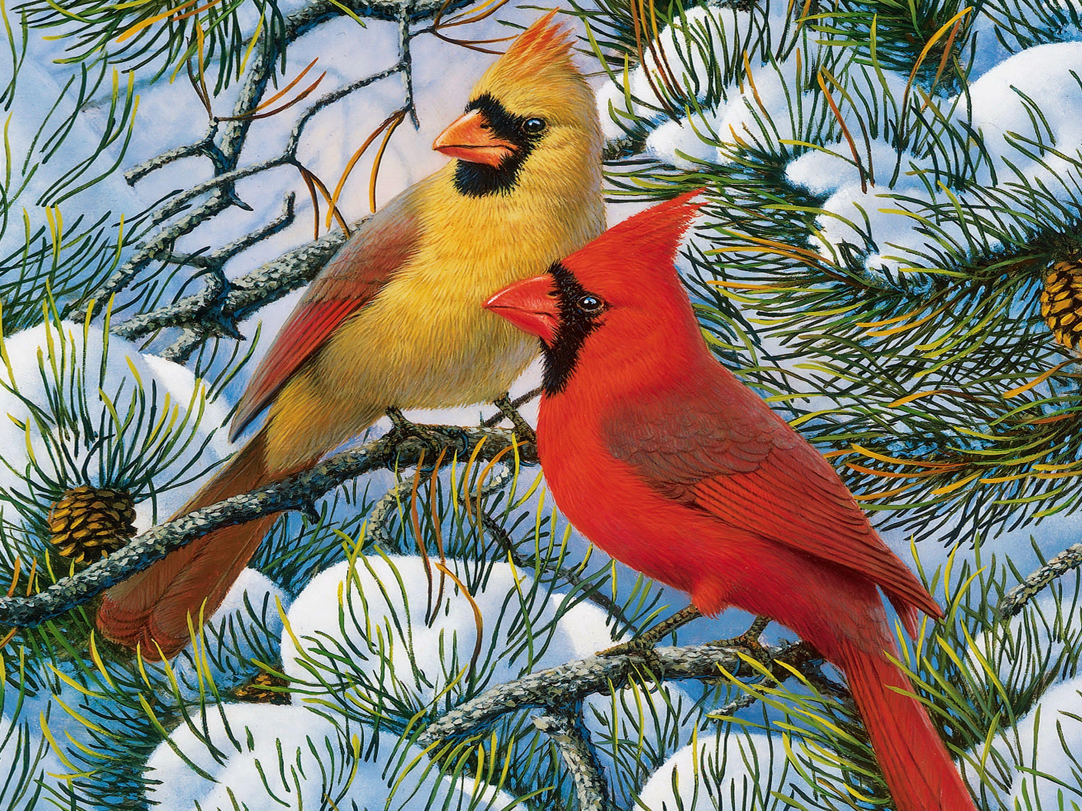 3596x2697 Free download Winter Cardinal Wallpaper Winter Cardinals [3596x2697] for your Desktop, Mobile & Tablet. Explore Cardinals in Winter Desktop Wallpaper. Cardinal Bird Wallpaper, Cardinals in Snow Wallpaper, HD Cardinal Wallpaper