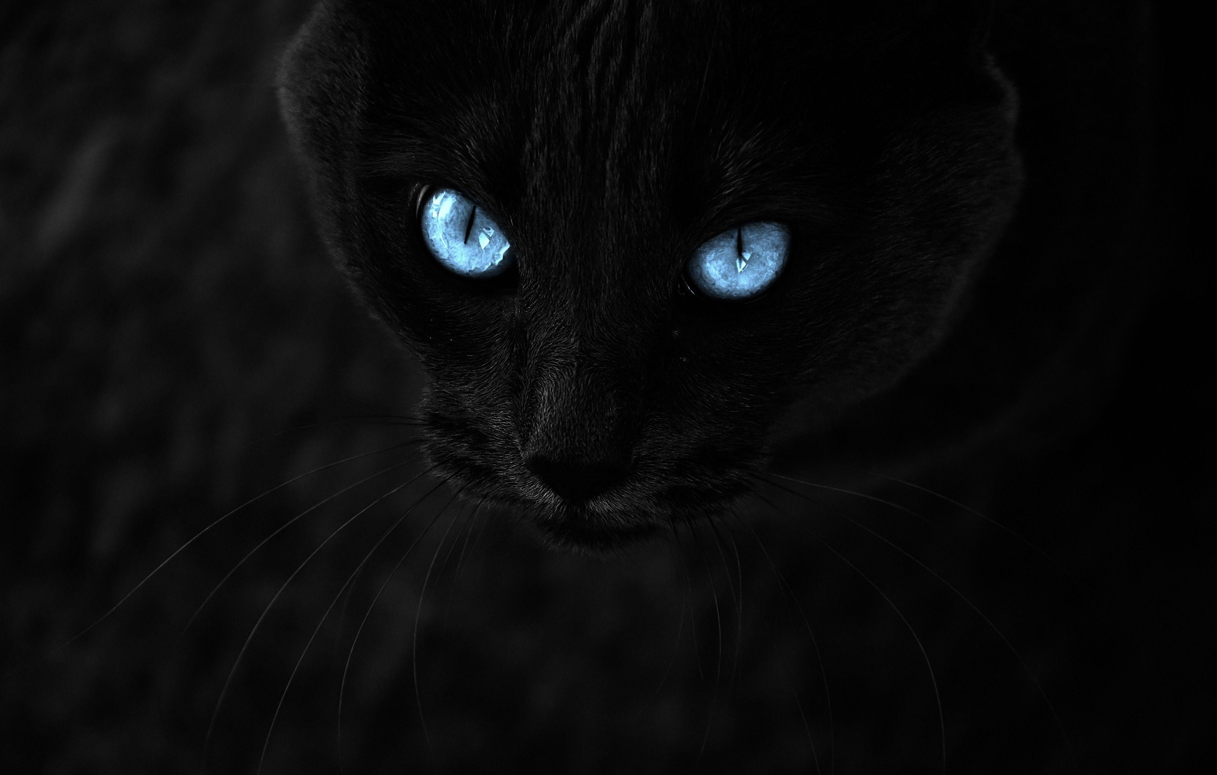 3925x2500 Download 3925x2500 Black Cat, Blue Eyes, Close Up, Muzzle, Cats