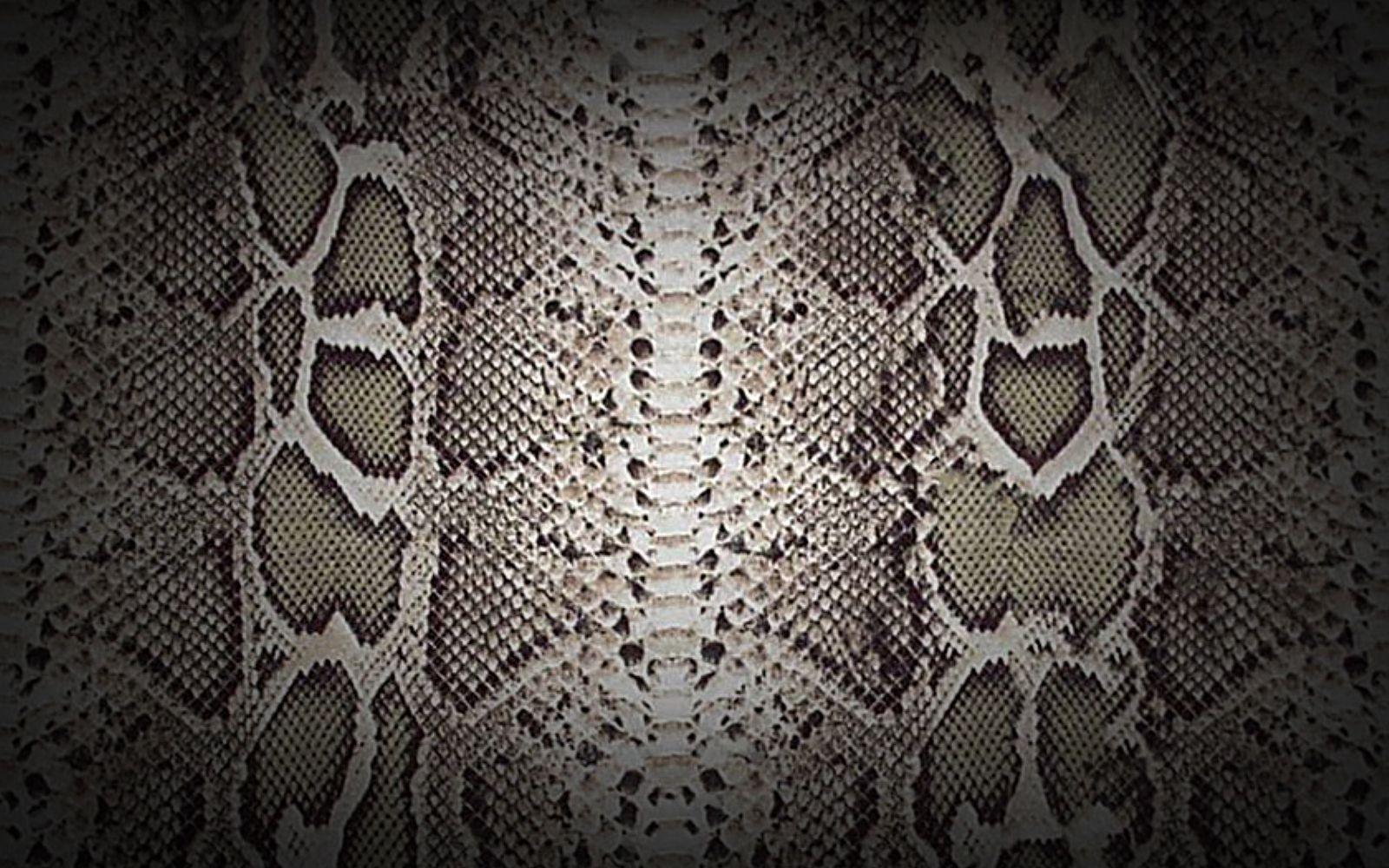 Snake Print Wallpapers - Top Free Snake Print Backgrounds - WallpaperAccess