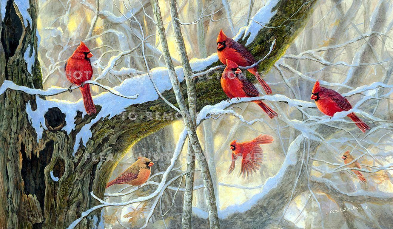 1317x768 color in winter snow tree cardinals artwork