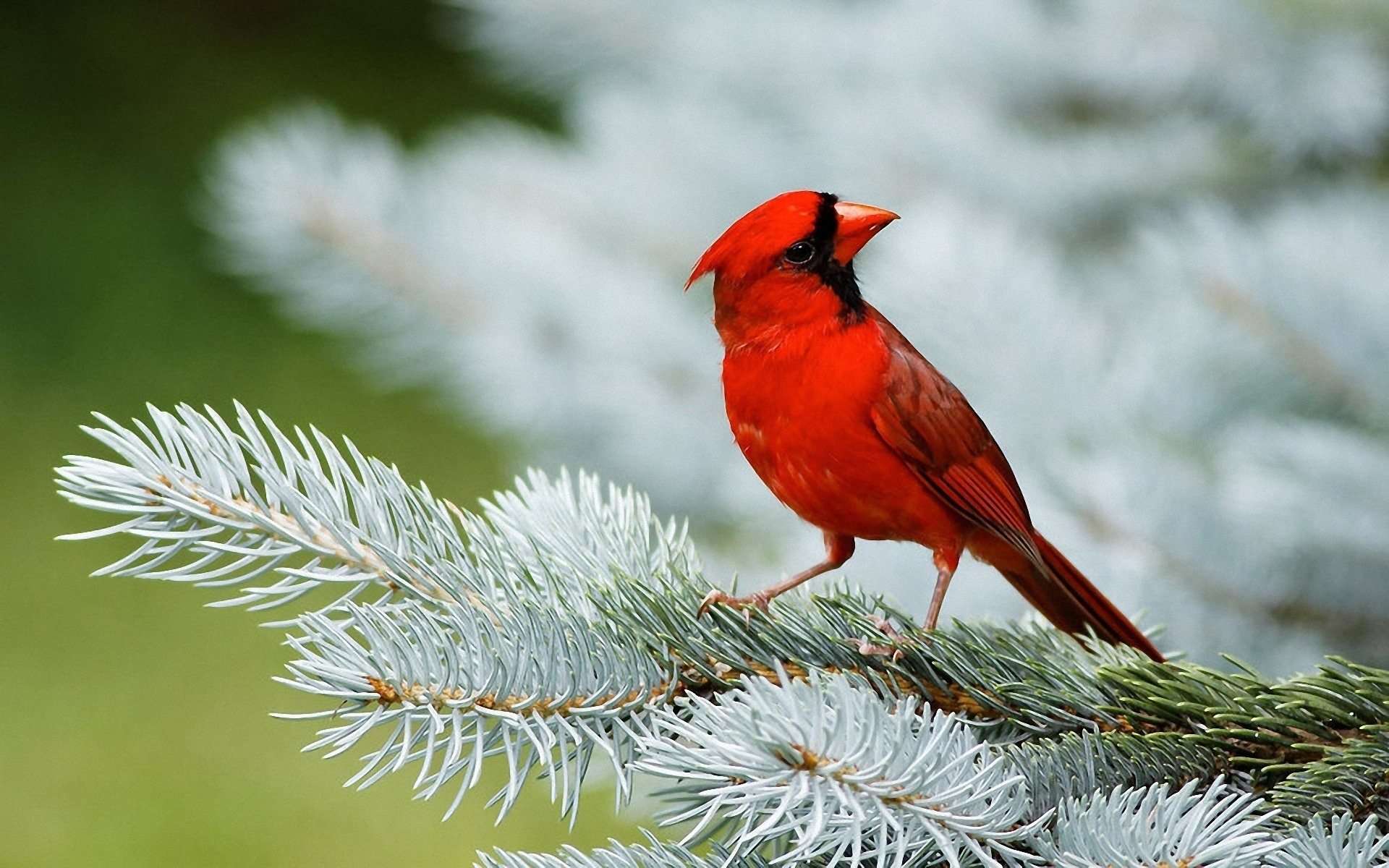 1920x1200 HD Cardinal Wallpaper