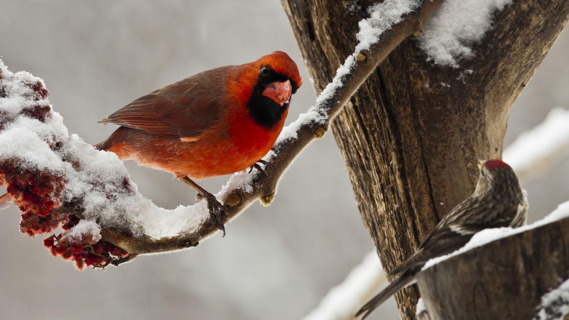 1920x1080 Cardinal Red Bird in winter Desktop wallpaper 1920x1080