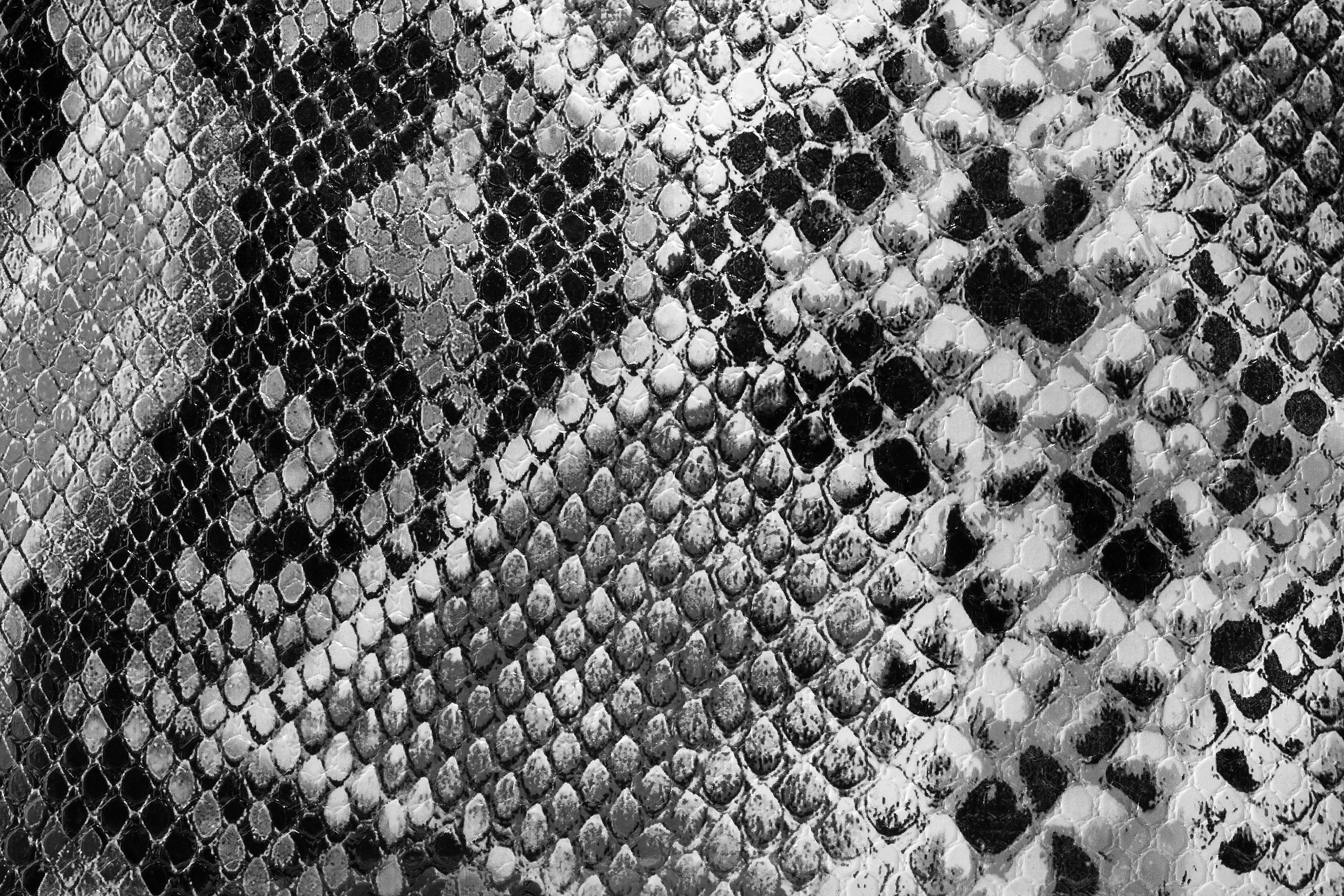 3888x2592 white gray and black snake skin free image