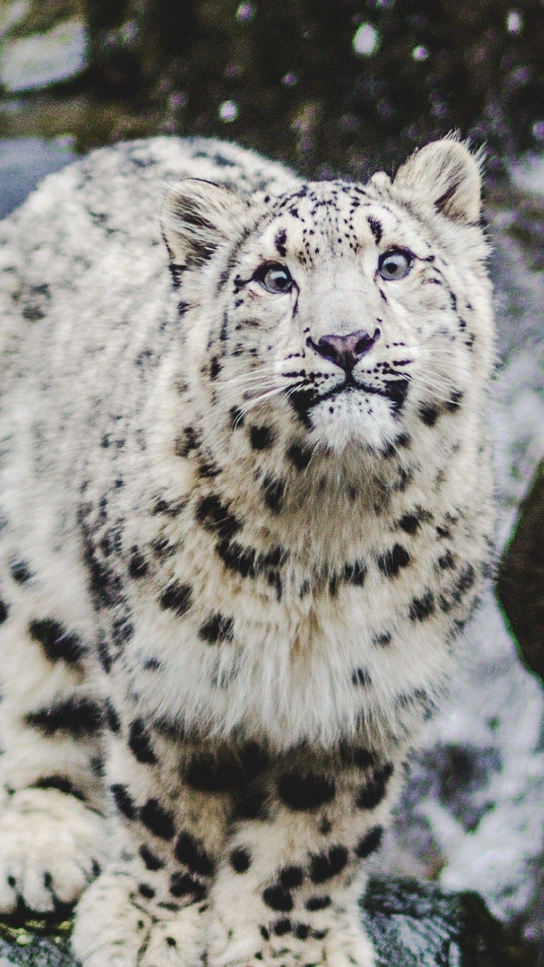 1080x1920 Snow Leopard