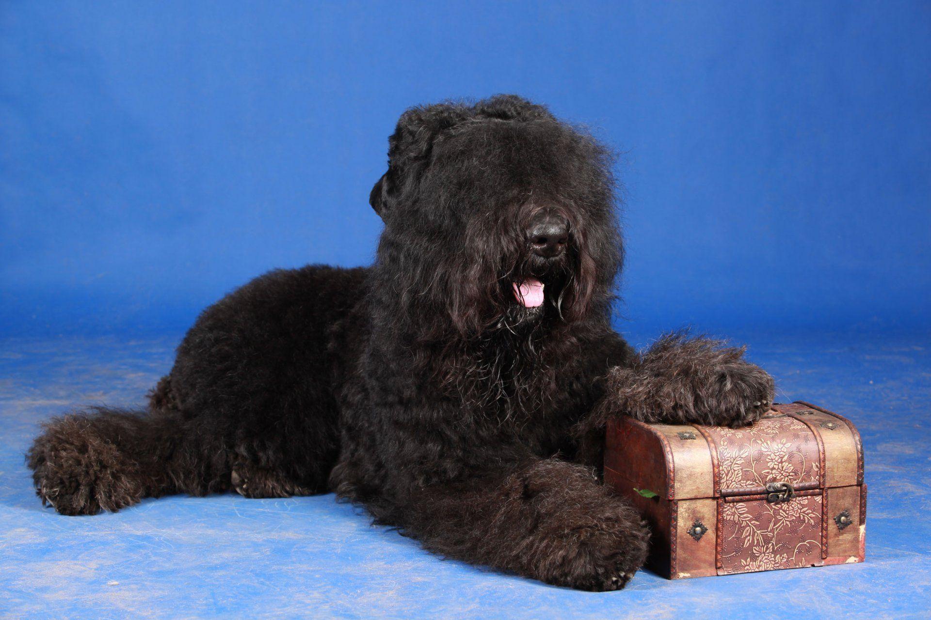 1920x1280 Black Russian Terrier HD