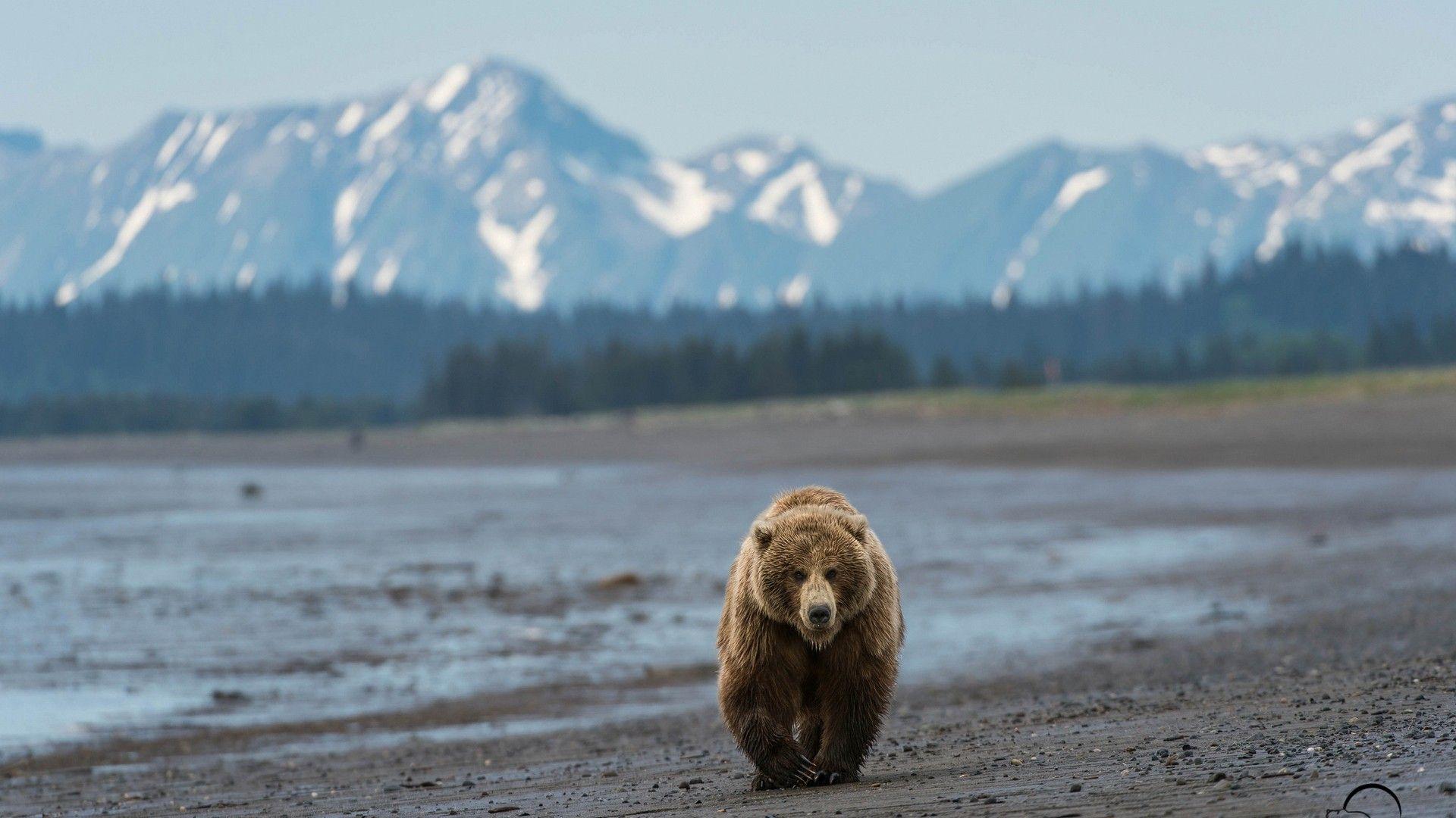 1920x1080 High Quality Bear Wallpaper. Full HD Picture