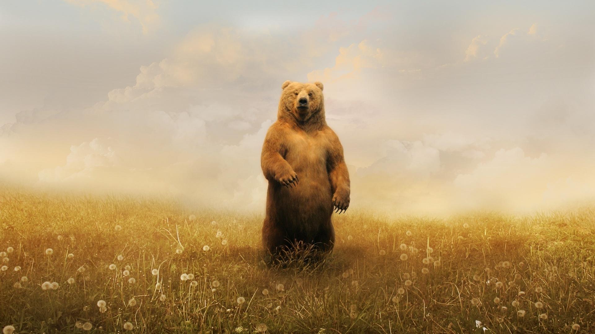 1920x1080 Grizzly Bear HD Wallpaper