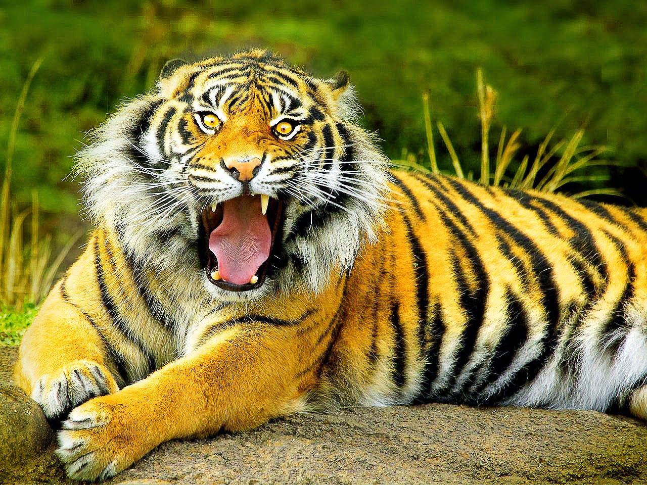 Hình nền máy tính 1280x960 TIGER ROAR