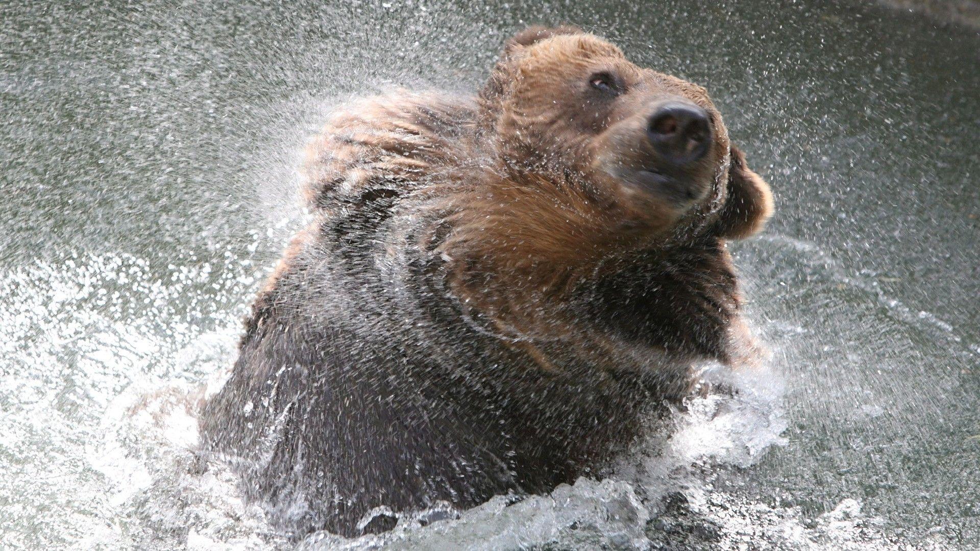 1920x1080 russia brown moscow bears zoo 1920x1080 wallpaper High Quality