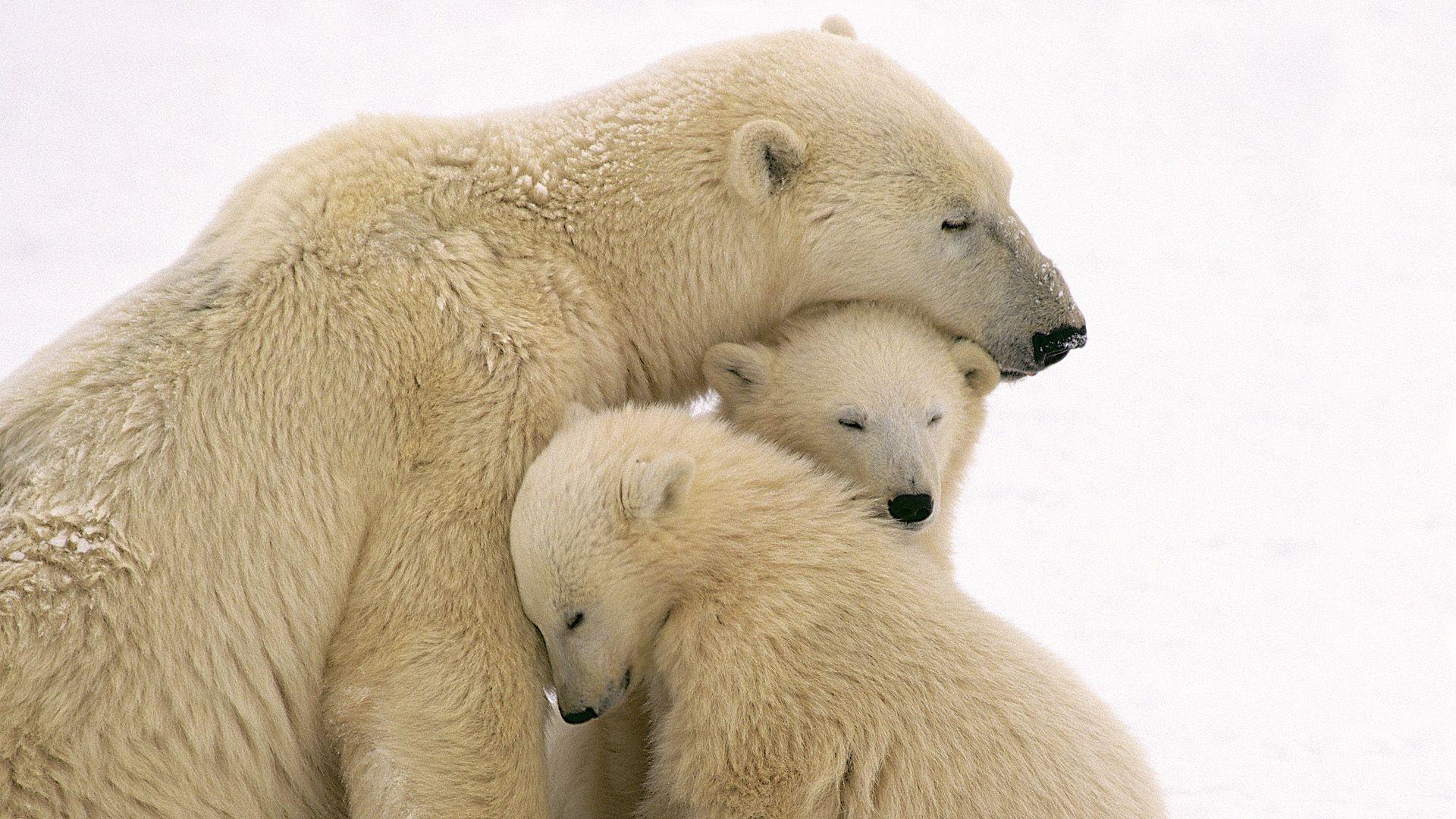 1920x1080 Russian Bear HD Wallpaper