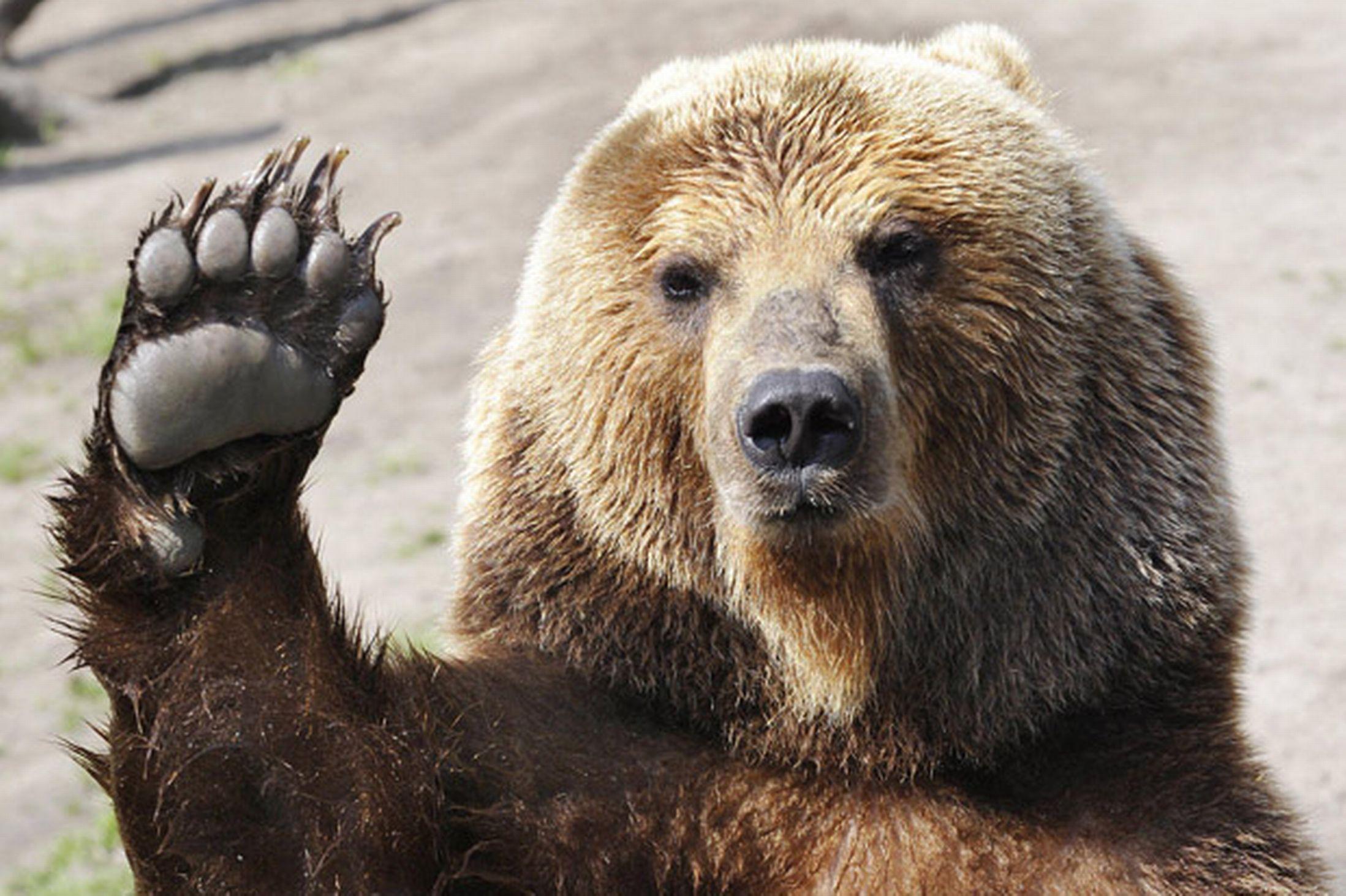 2197x1463 Brown Bear Showing High Five # 2197x1463. All For Desktop