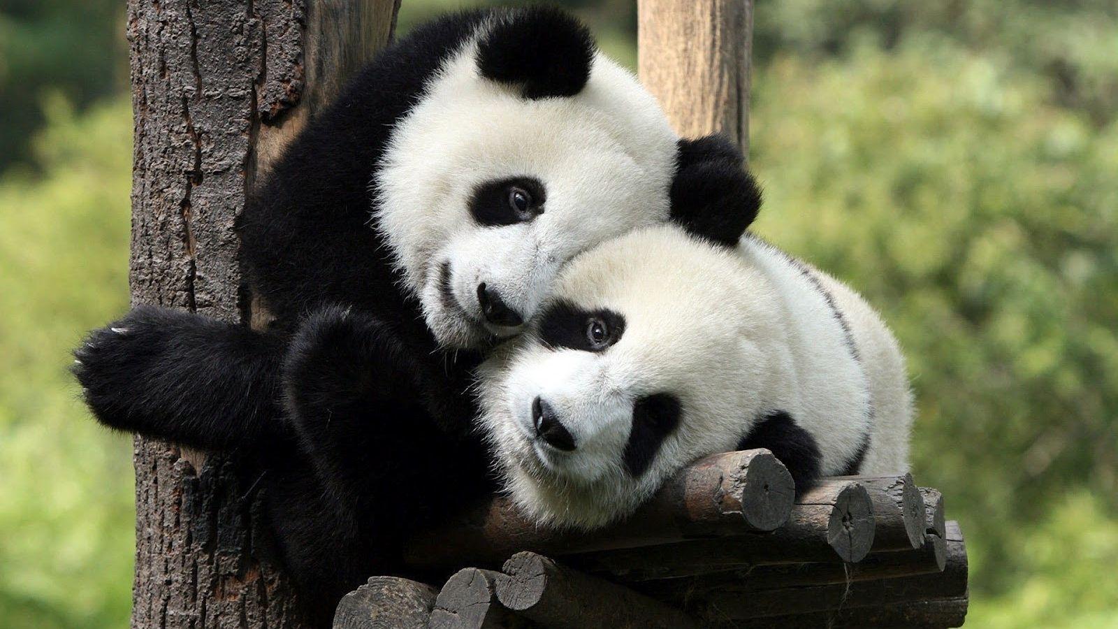 1600x900 Free download Two panda bears in a tree wallpaper HD Animals