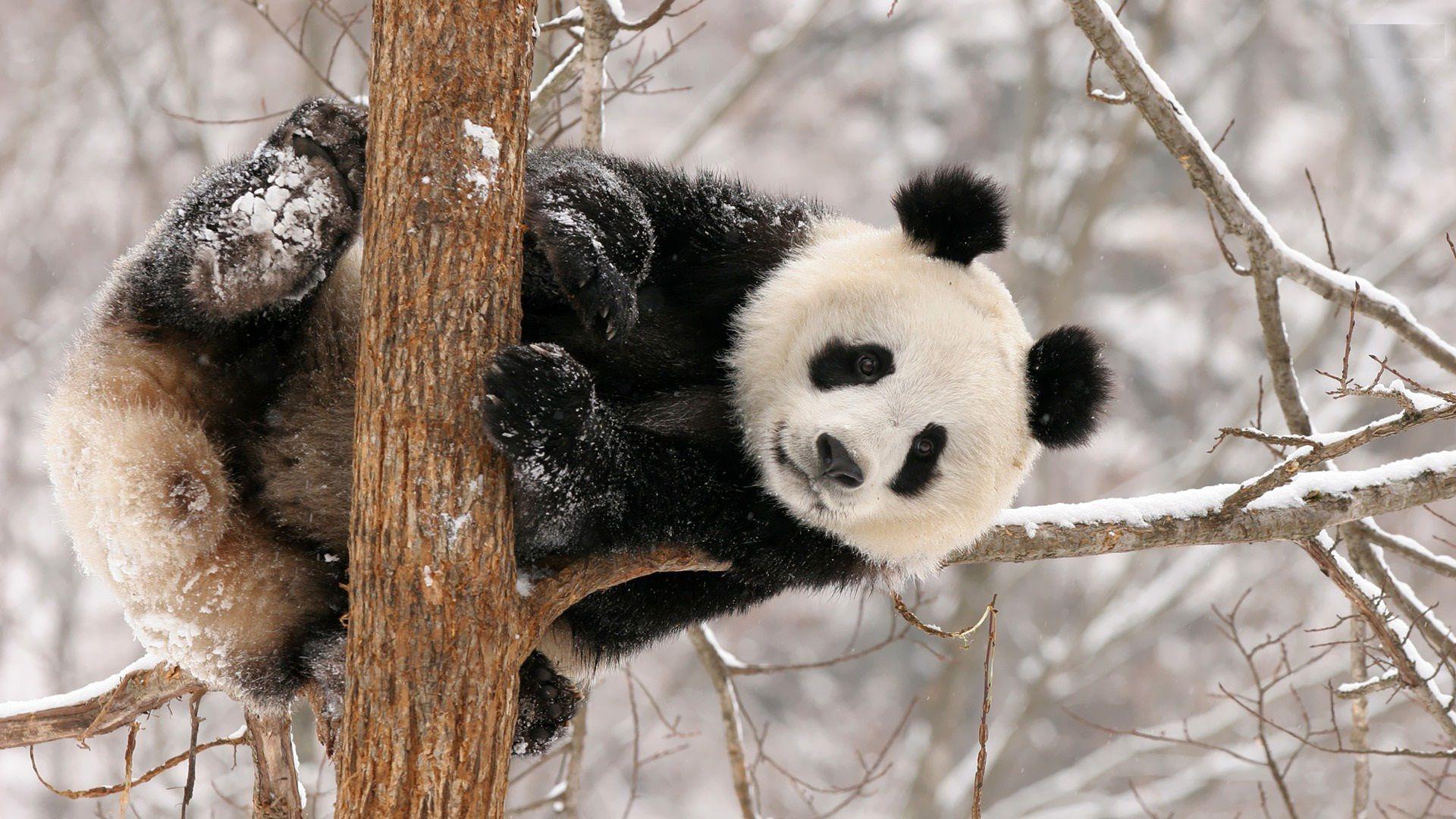 1920x1080 panda bears Wallpaper for Desktop. Most beautiful wild mama