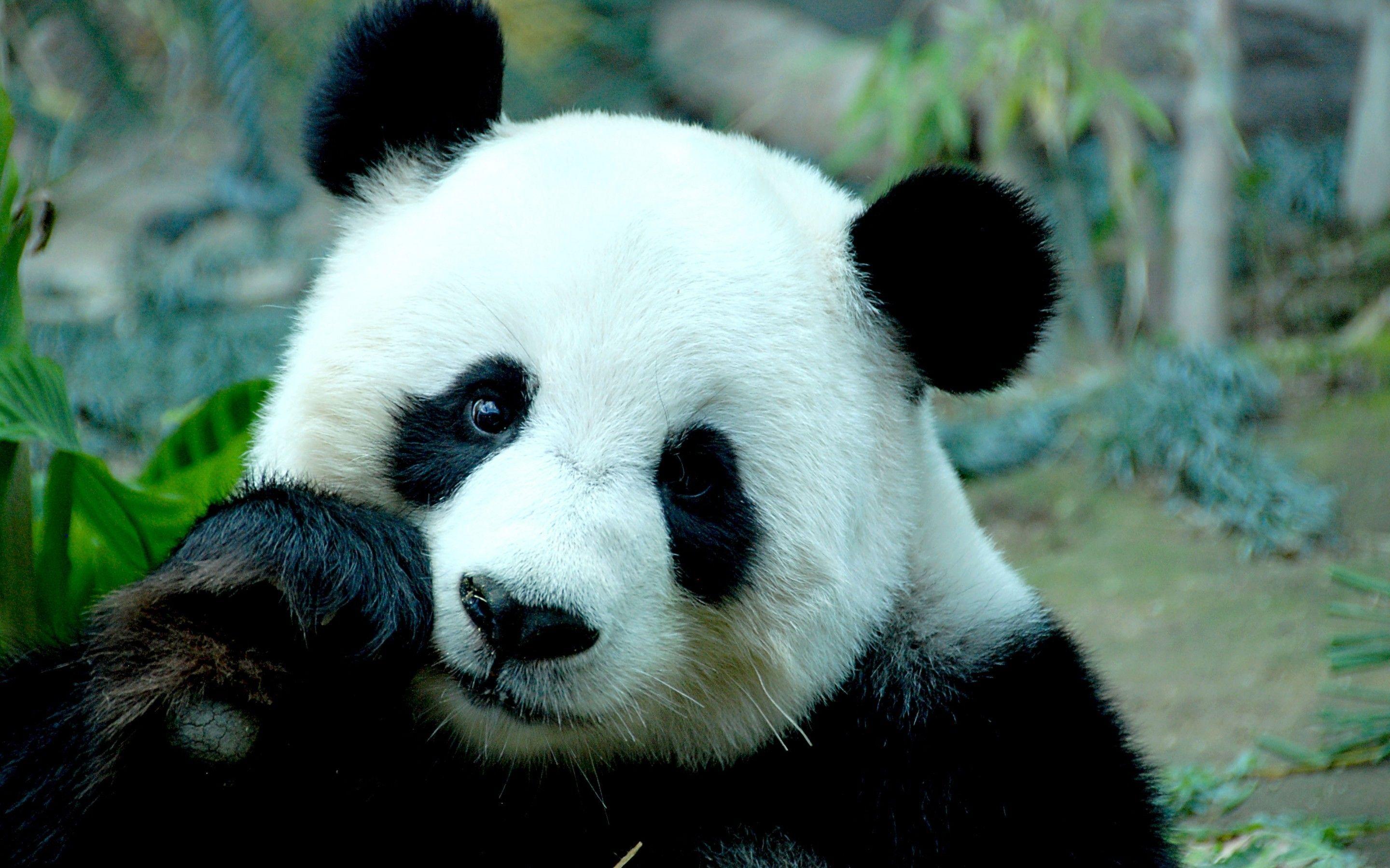 2880x1800 Sad Panda Bear HD Wallpaper