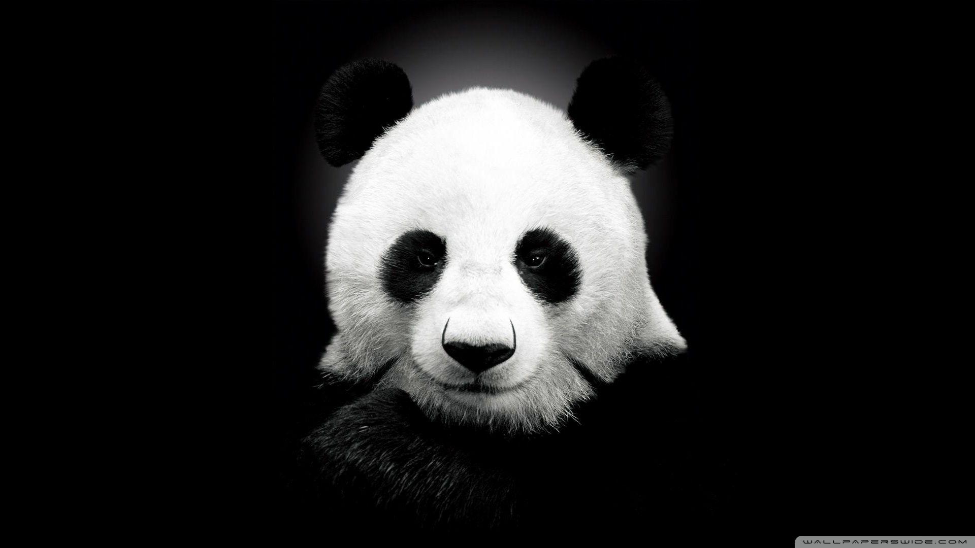 1920x1080 Panda Bear Ultra HD Desktop Background Wallpaper for 4K UHD TV