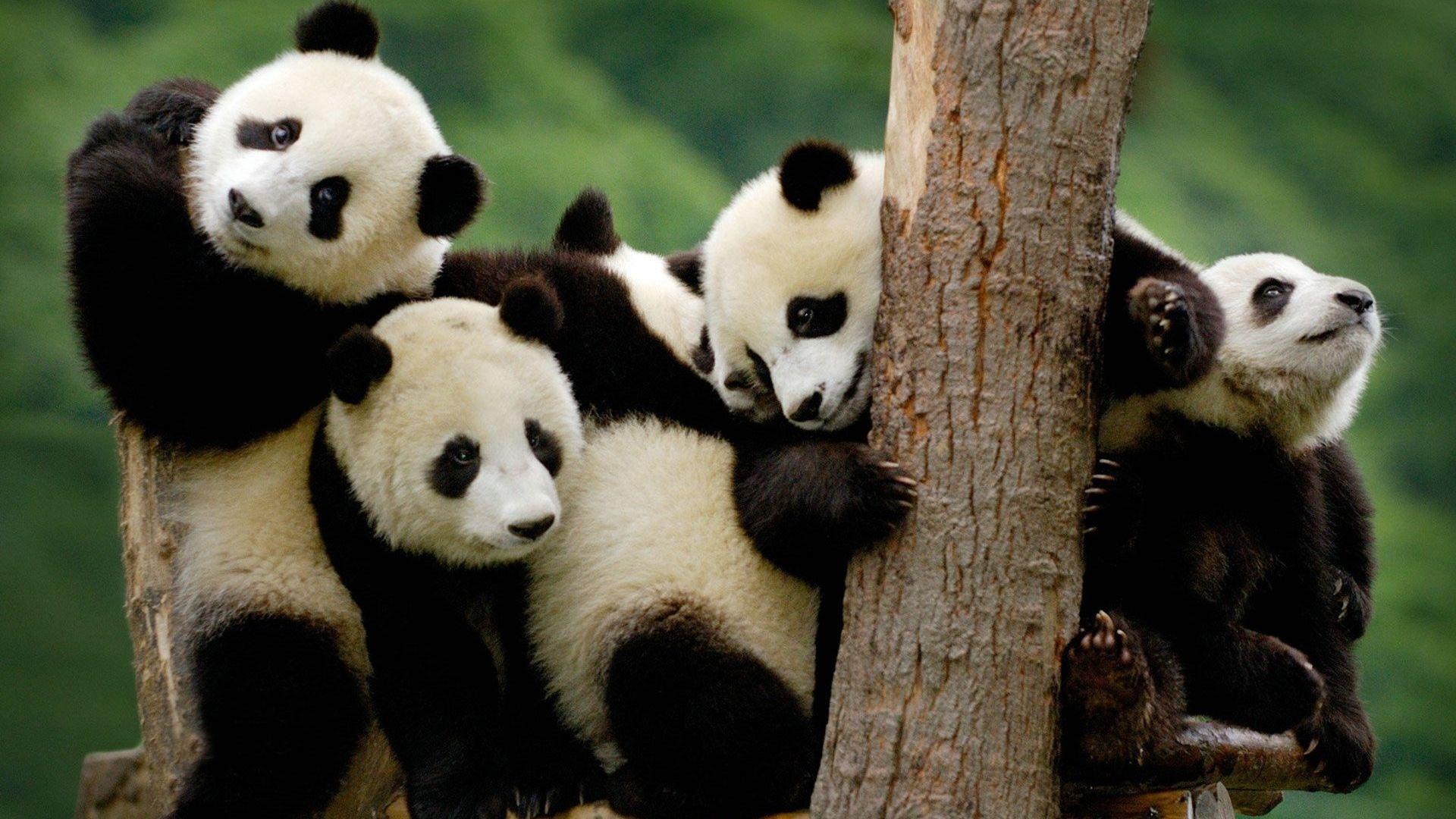 1920x1080 Free download Cute Baby Panda Bear Wallpaper with High Definition