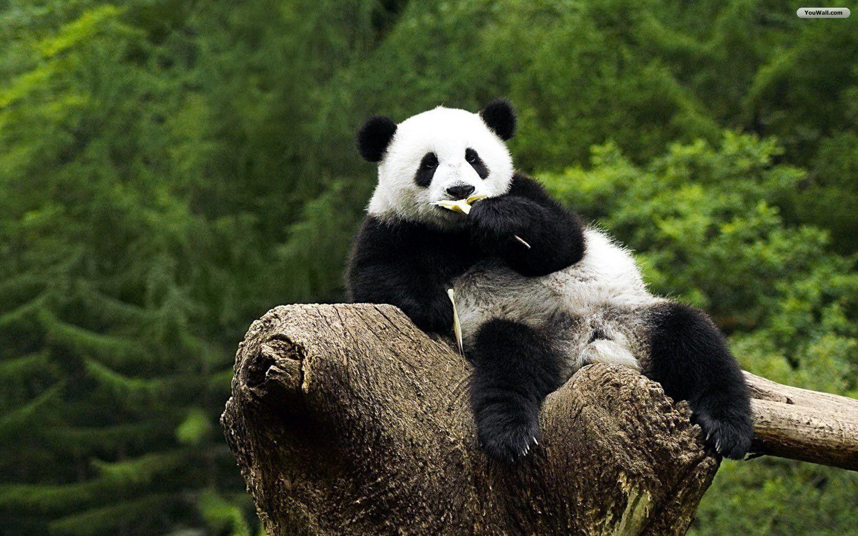 1680x1050 You can download Panda Bear HD Wallpaper For Laptop here. Panda