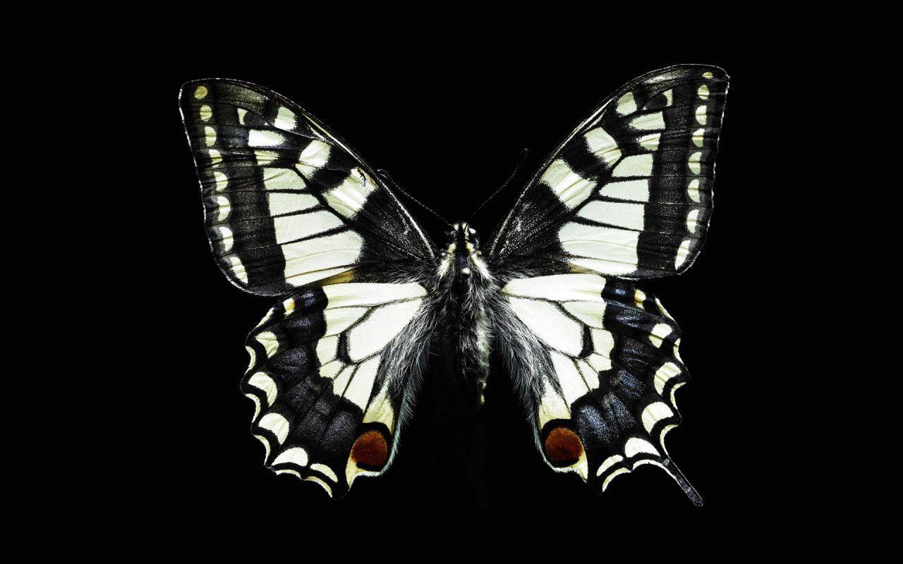 1280x800 Funny Image Collection: Pink Butterfly Black Glitter image!