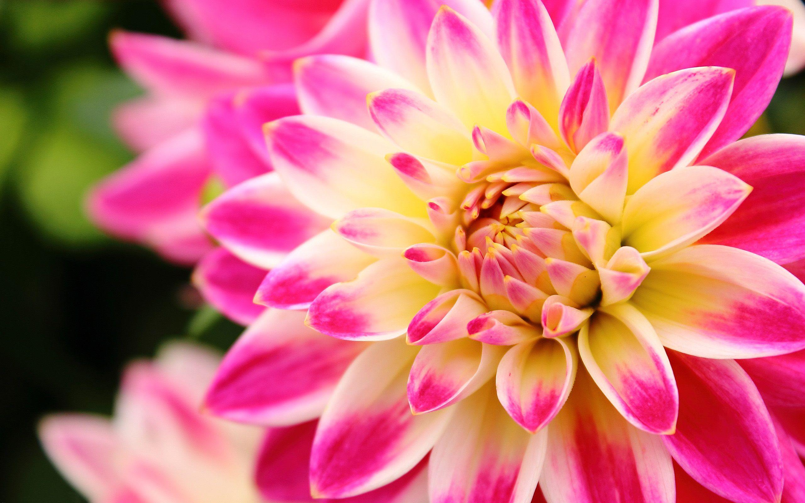 Pink and Yellow Flowers Wallpapers Top Free Pink and Yellow Flowers