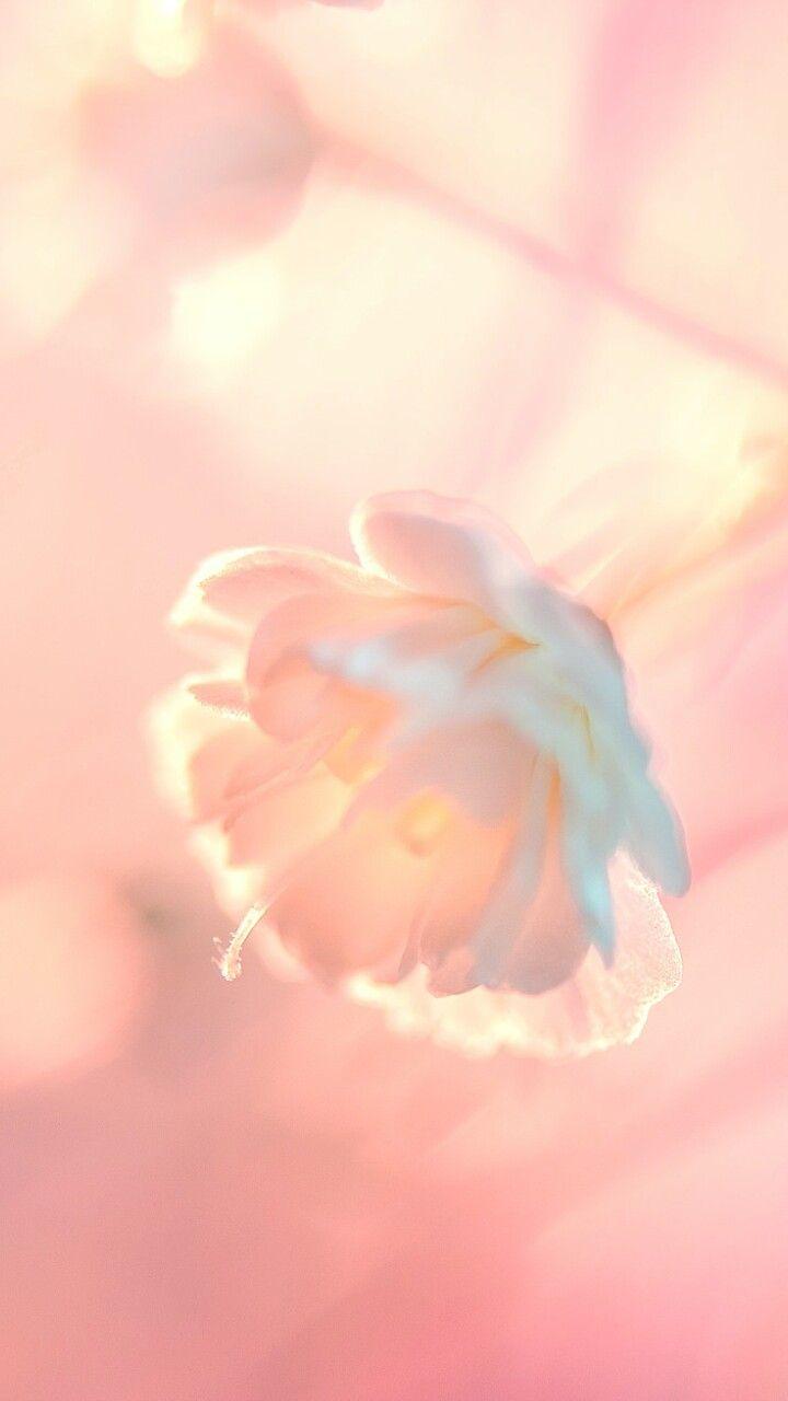 720x1280 art, background, beautiful, beauty, design, flowers, inspiration