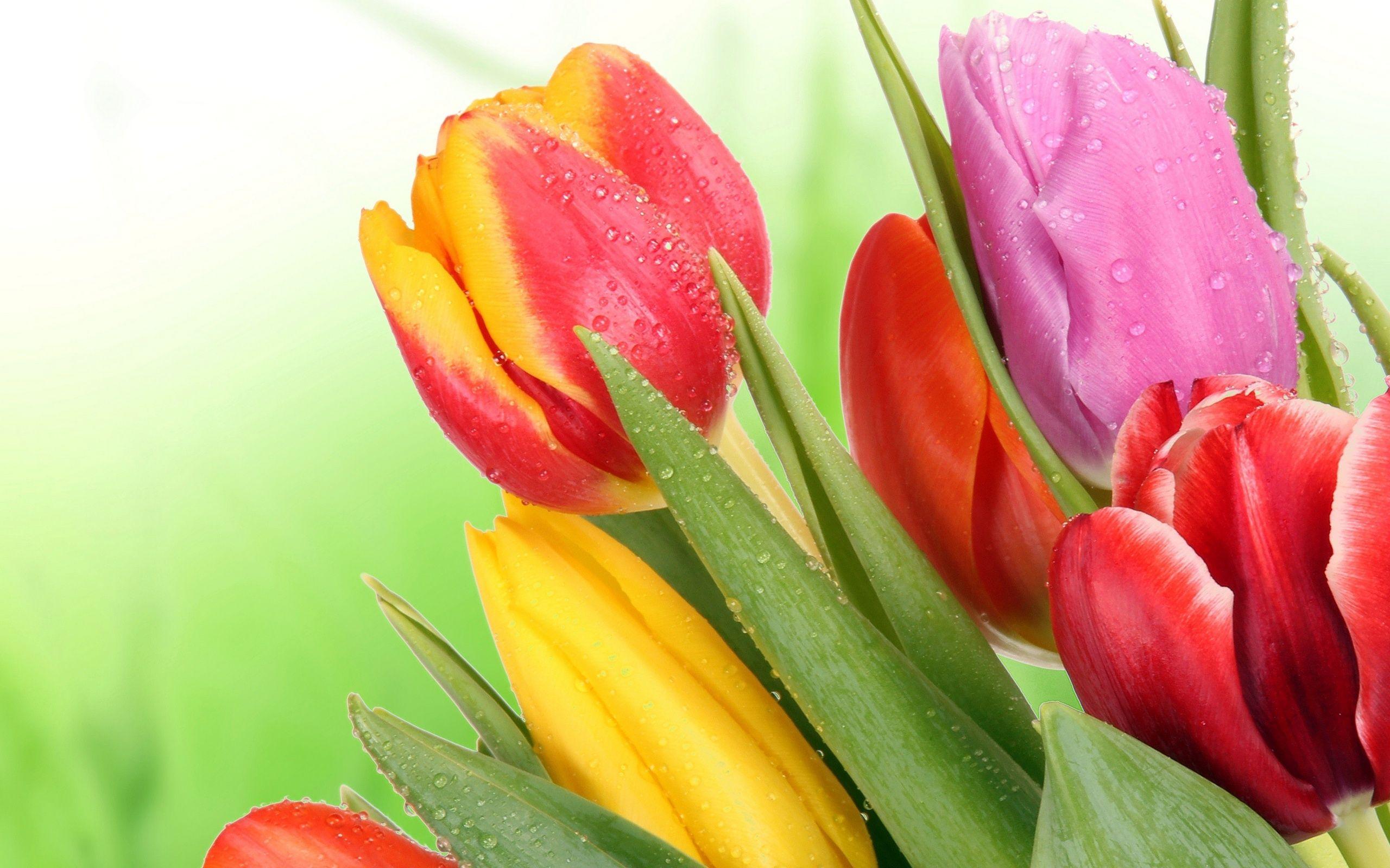 2560x1600 Tulip Flower Red Flower Pink Flower Yellow Flower Wallpaper