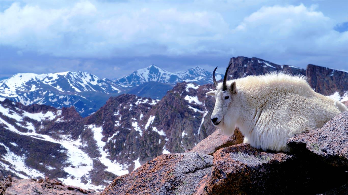 1366x768 Mountain goat on Mount Evans, near Denver, Colorado