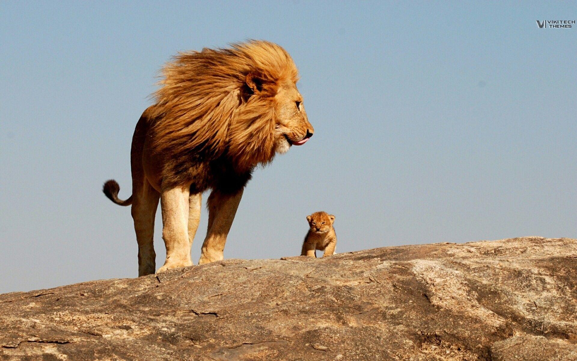 1920x1200 Lion, king, safari, savage Desktop wallpaper 1600x1200