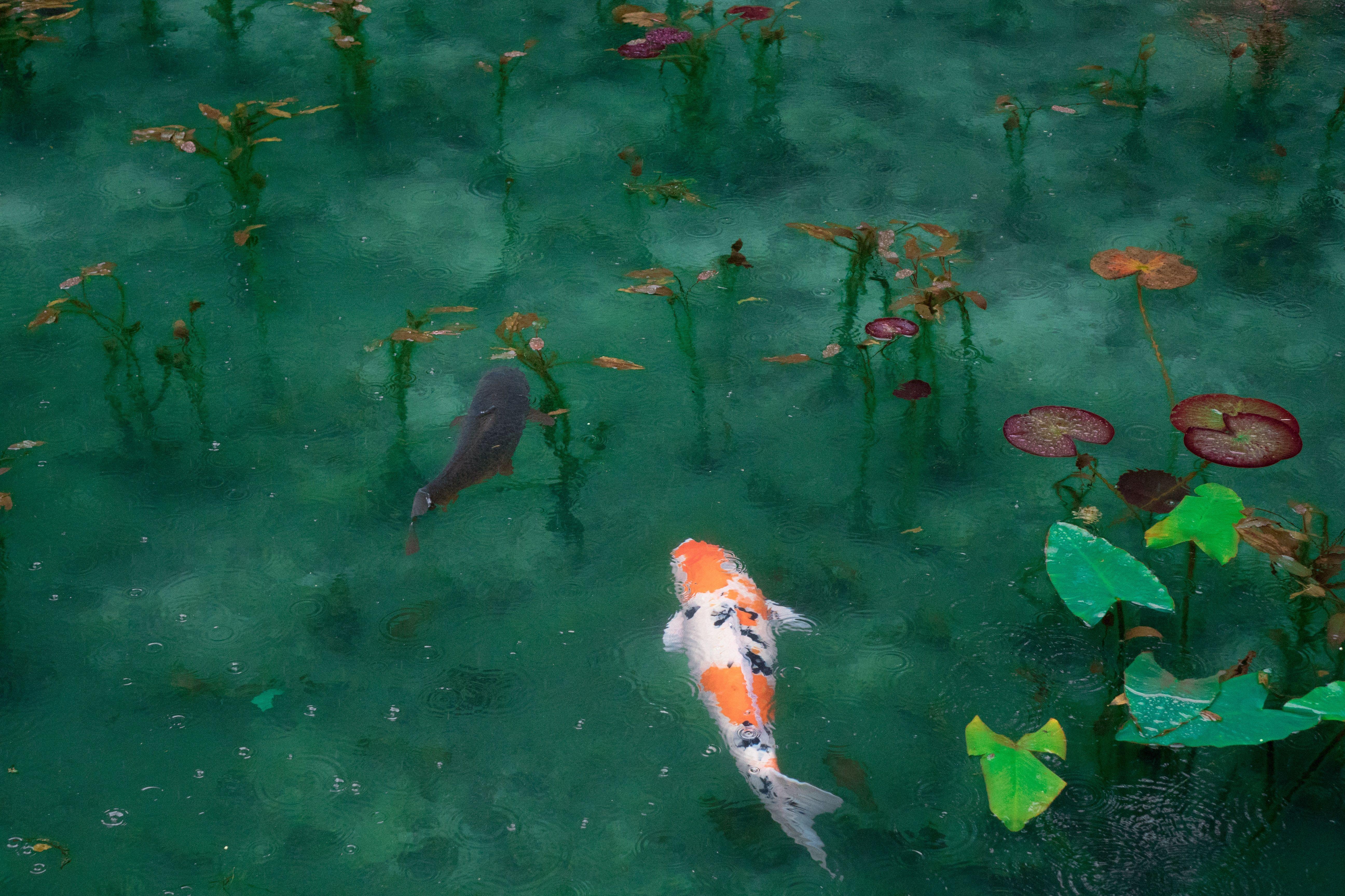5184x3456 5184x3456 #green, #swimming, #nature wallpaper, #orange, #fin, # wallpaper, #nature background, #goldfish, #water lily, #fish, #lake, #koi, #water, #Creative Commons image, #aquatic, #lily pad, #pond, #swim, #pet, #carp, #lily. Mocah HD