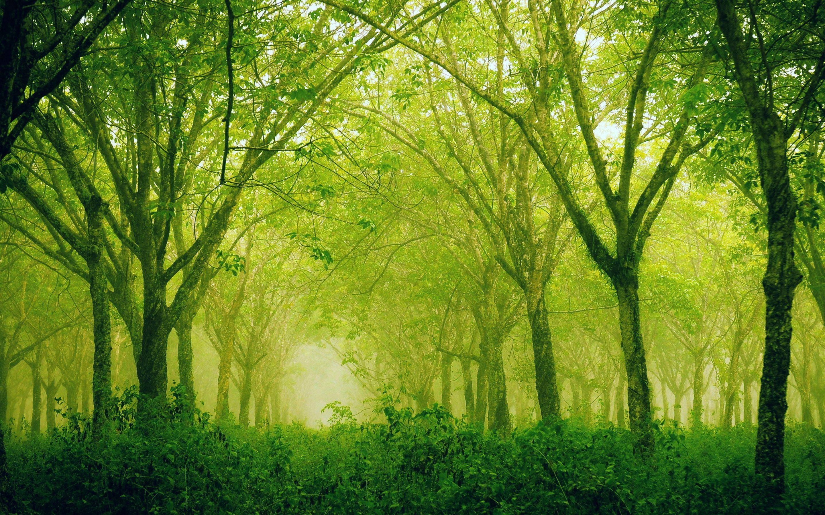 2880x1800 Retina Display Wallpaper 23054 2880x1800 px