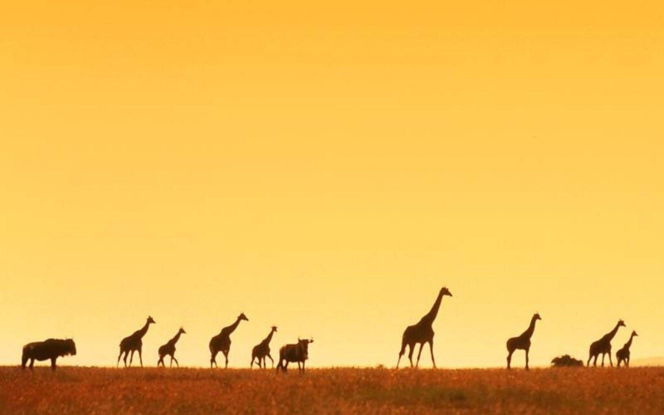 2560x1600 HD Africa Wallpaper For Desktop And Mobile